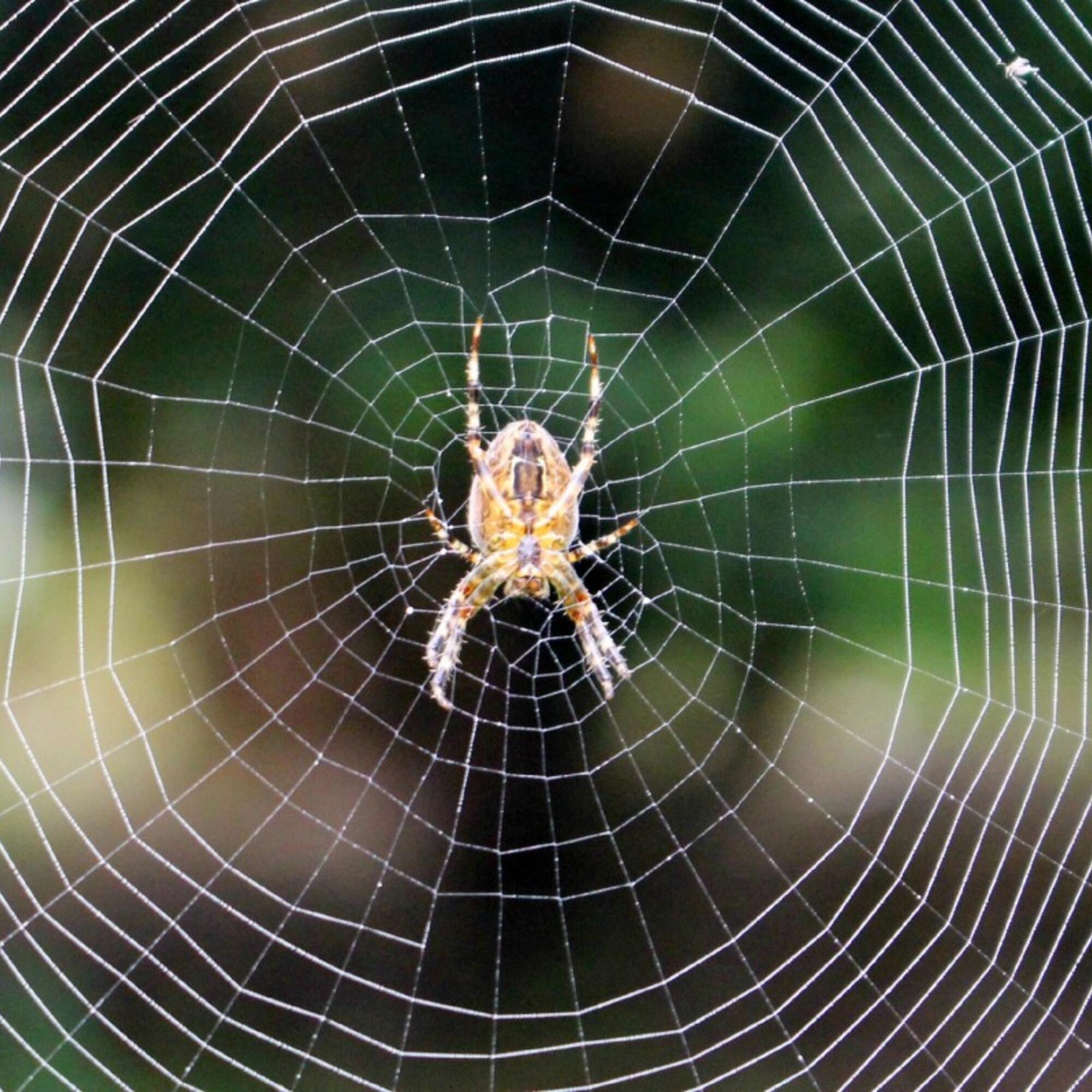 Araña