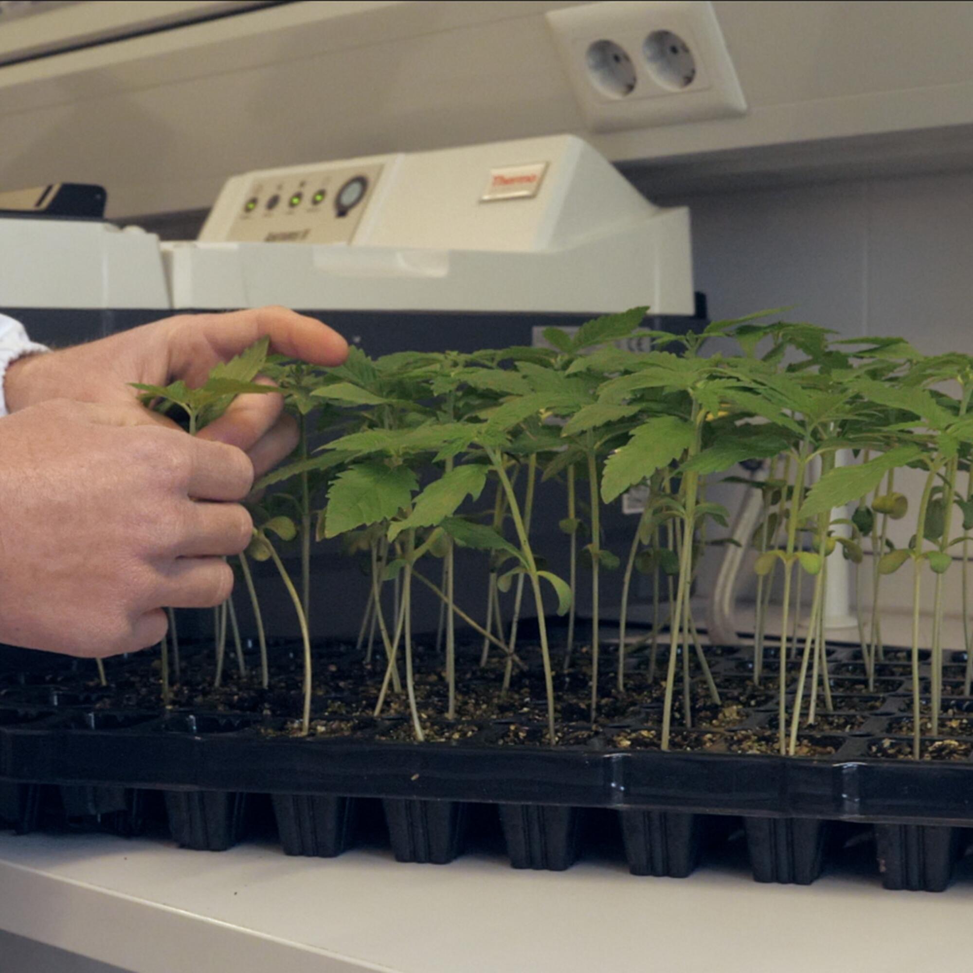 Laboratorio de cannabis industrial