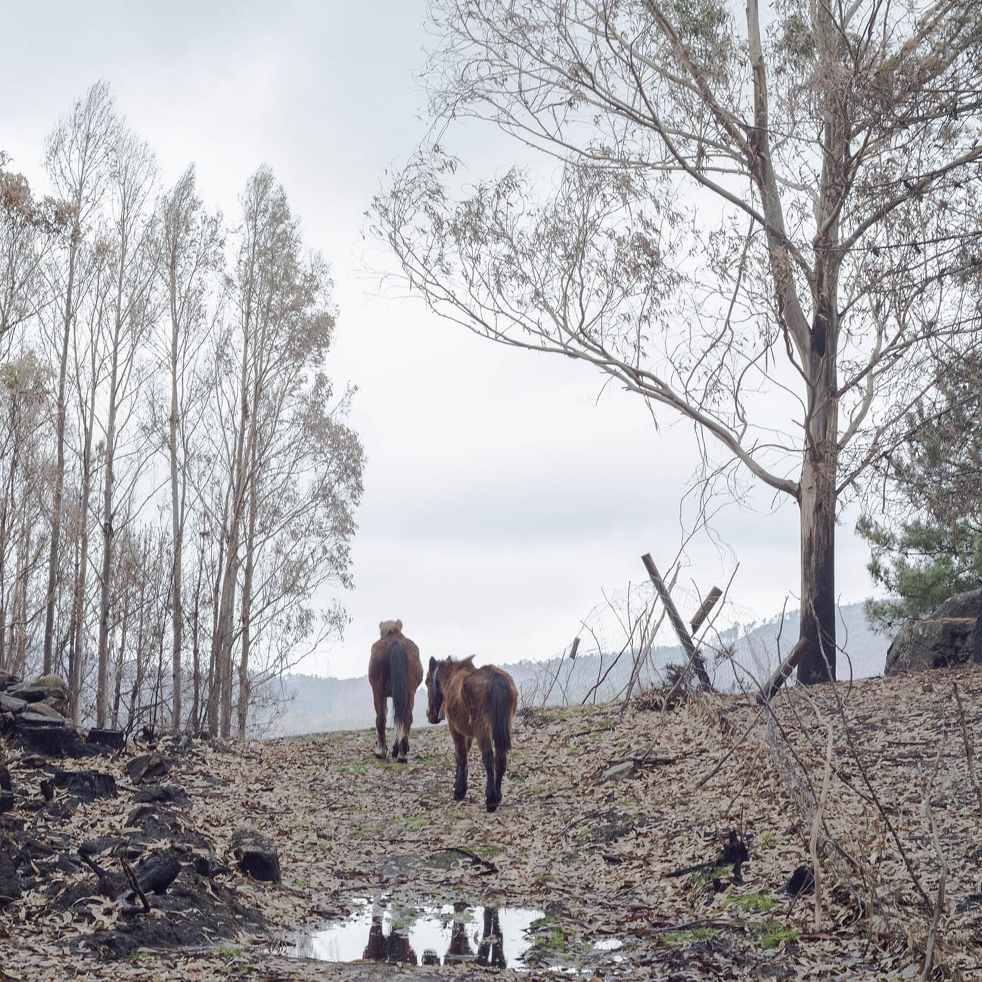 Incendios en Galiza