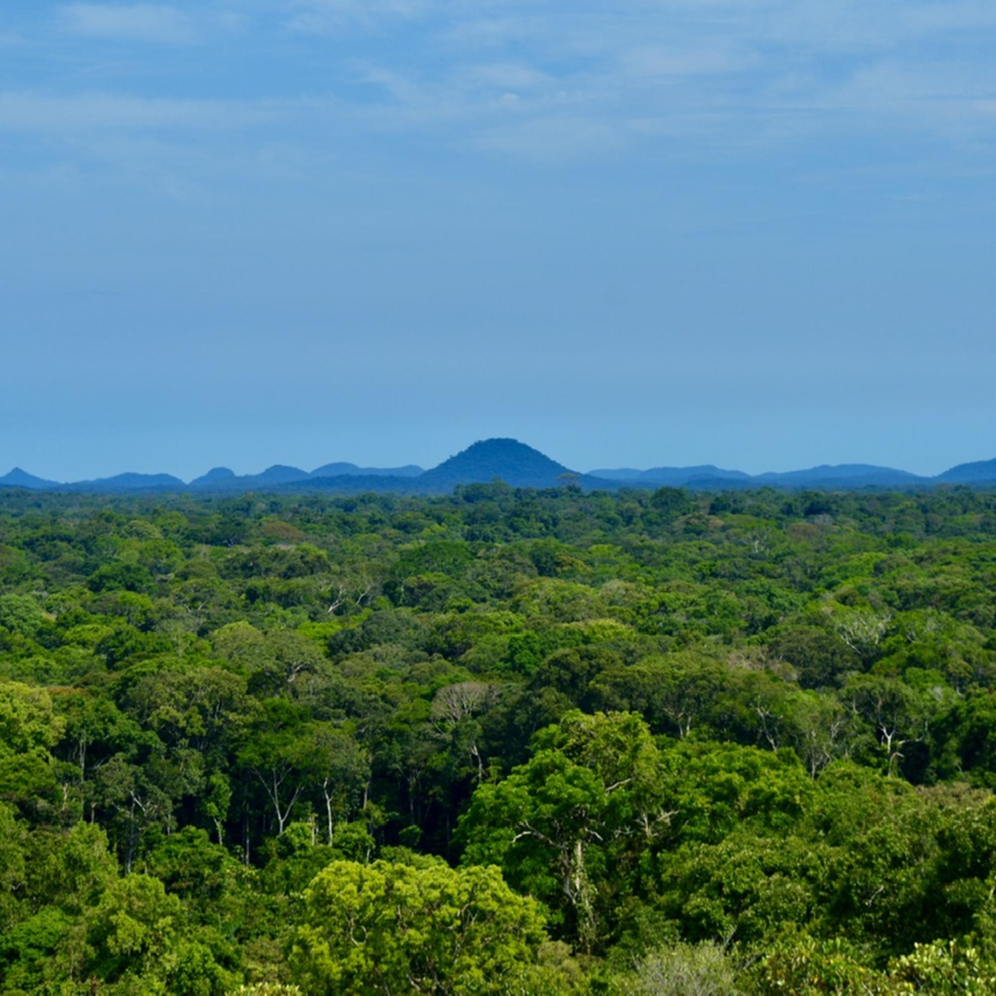 Selva cerro