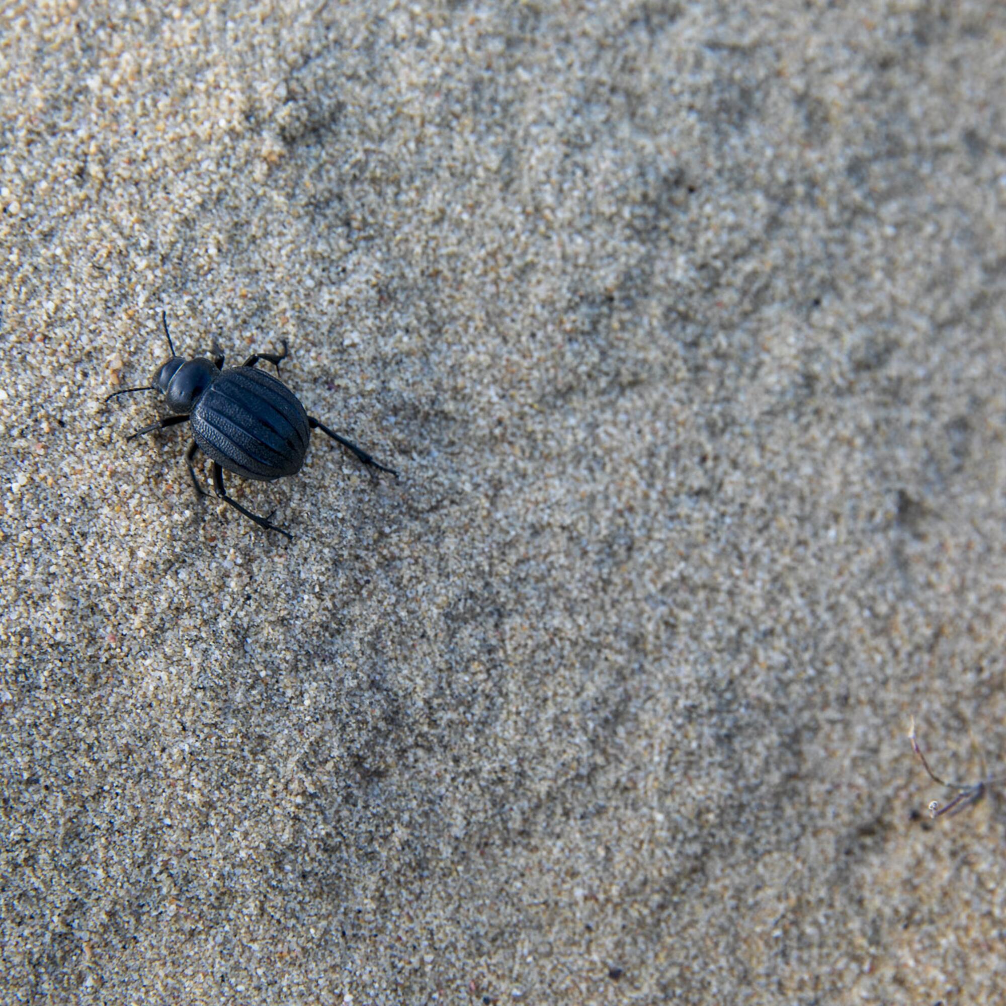 Insectos Doñana