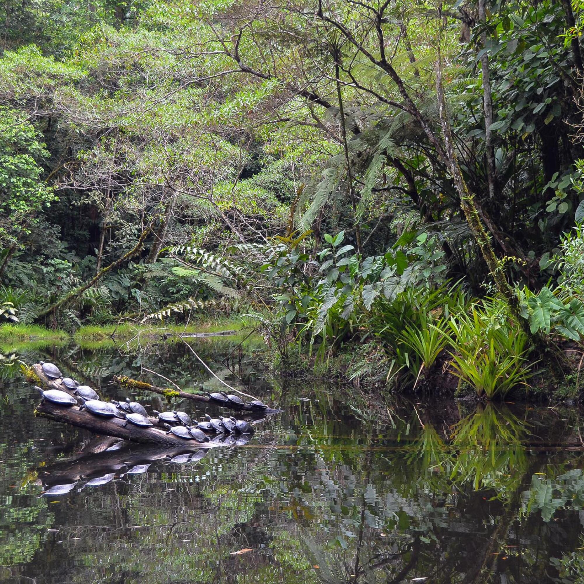 Turismo y ecología en Ecuador - 3