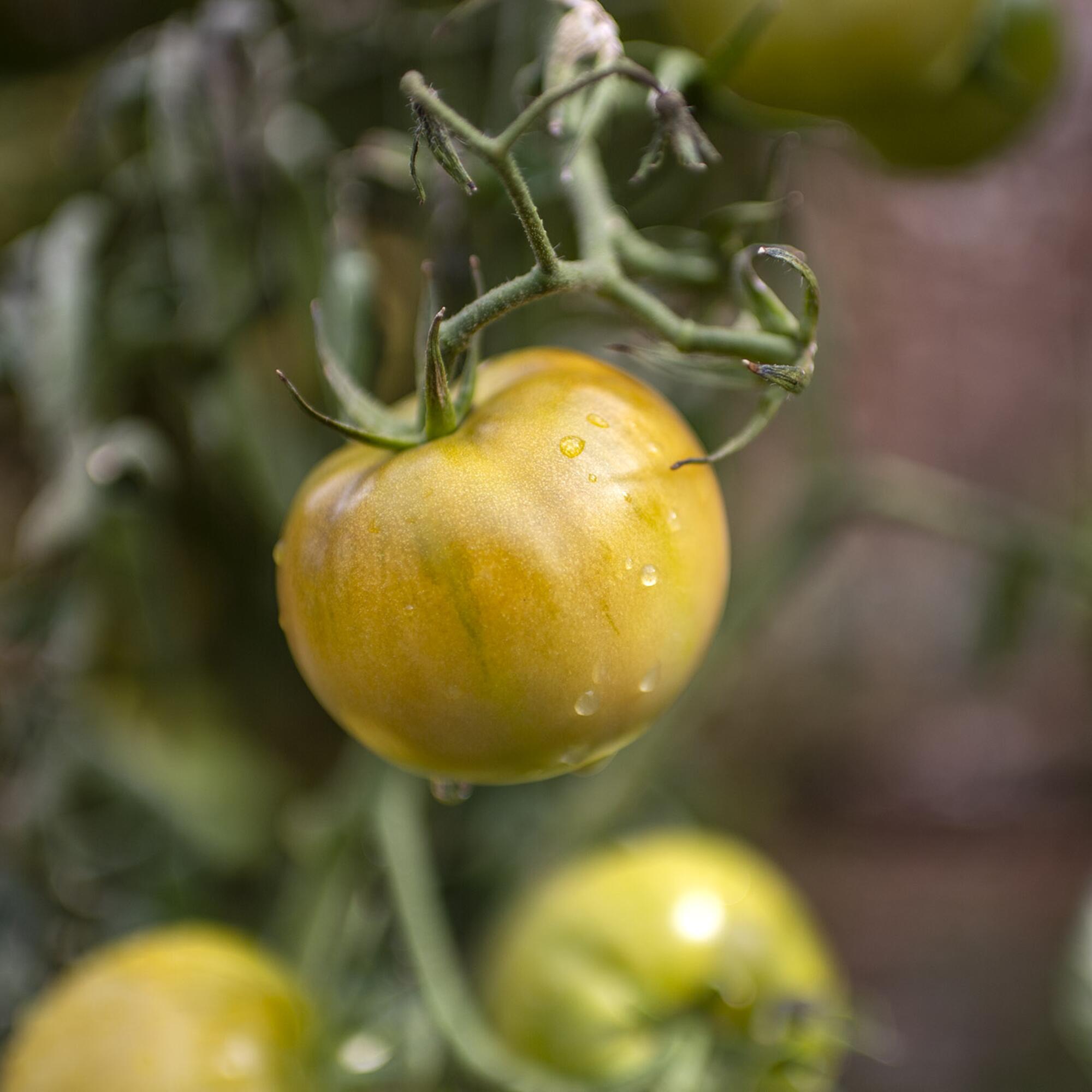 Un tomate huerta