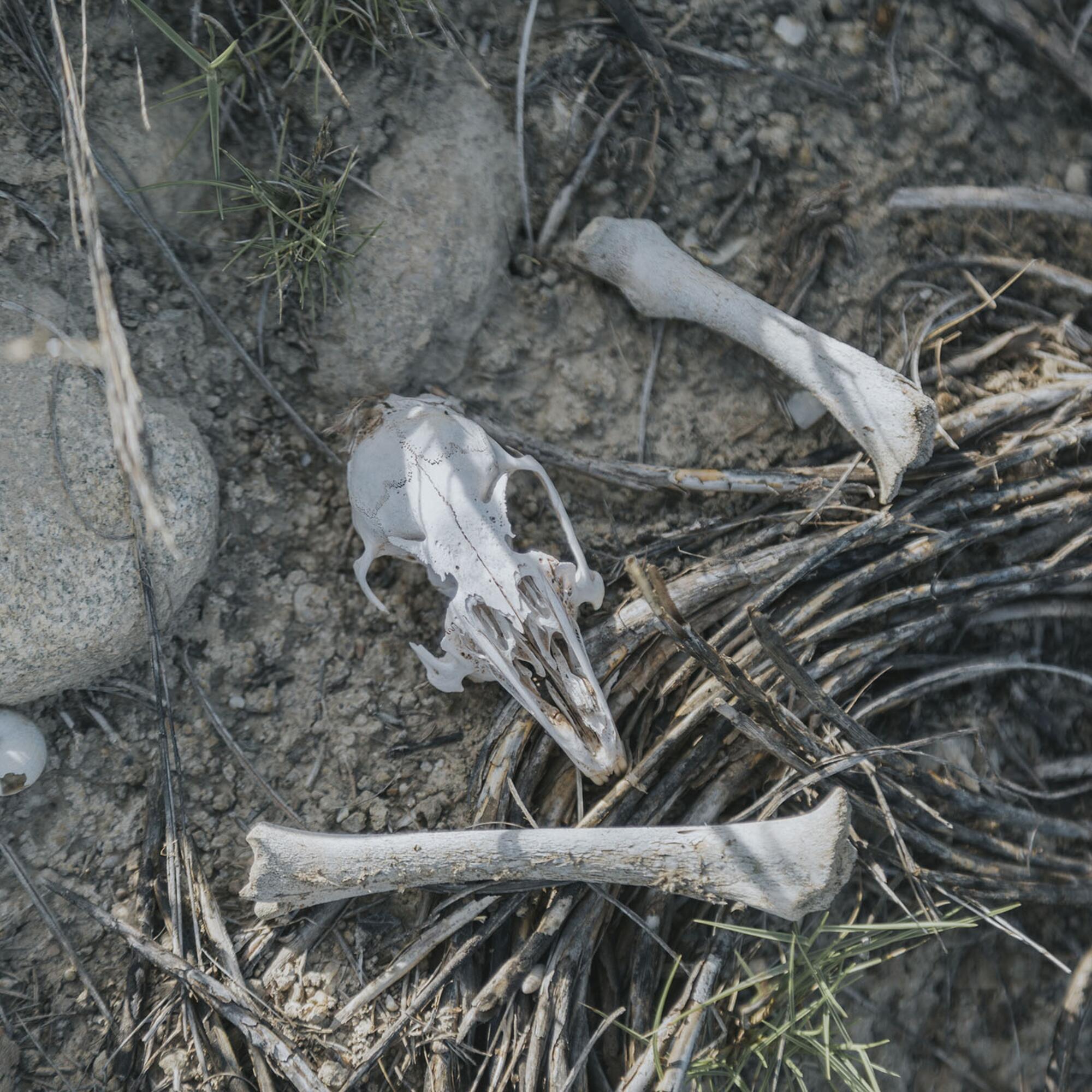 Trimestral 71 Palomares  - 3