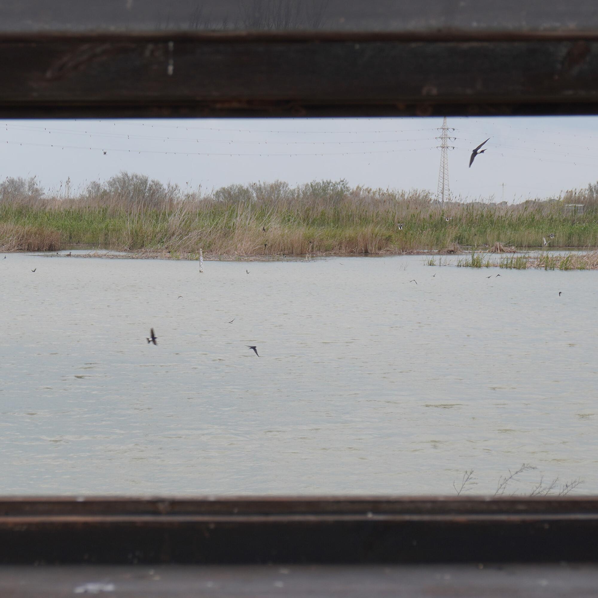 Albufera Reportaje - 1