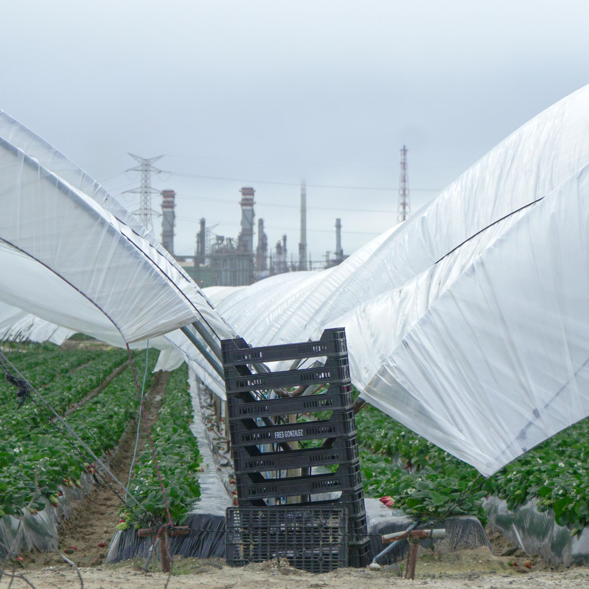 Explotación fresa - 2