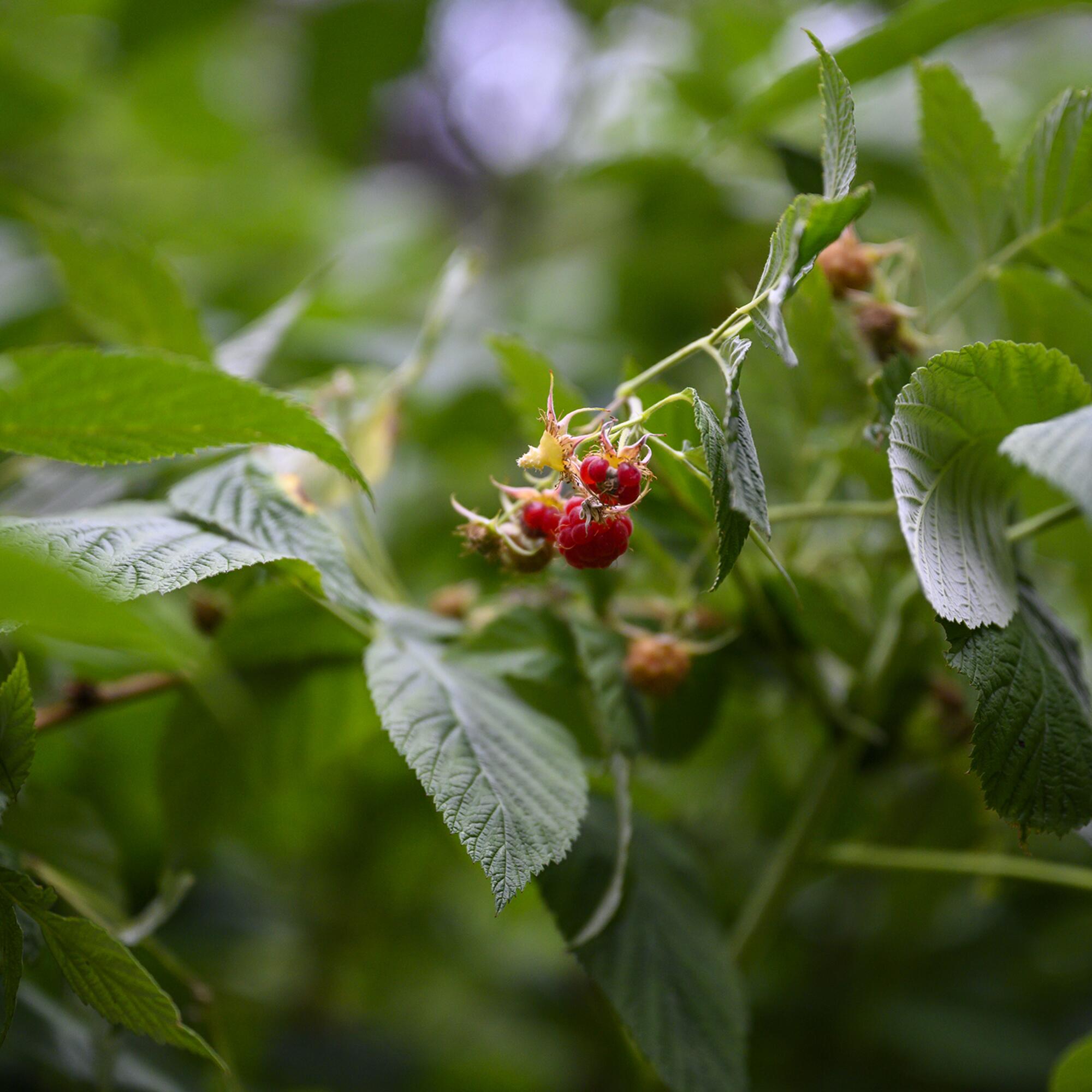Fruto del bosque