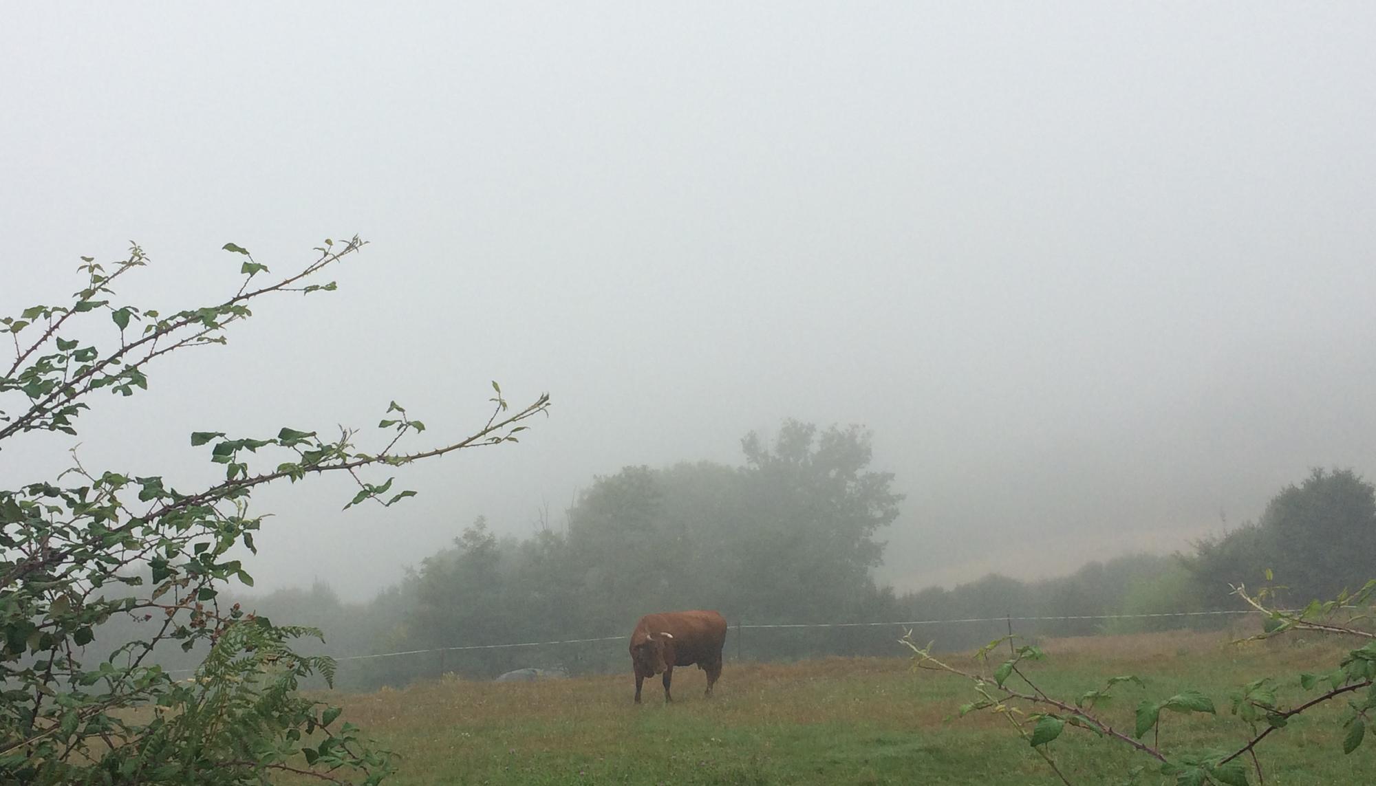 Vaca na néboa