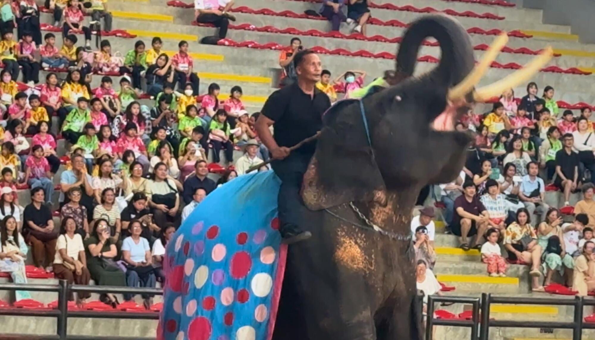 Elefante explotado en Tailandia.