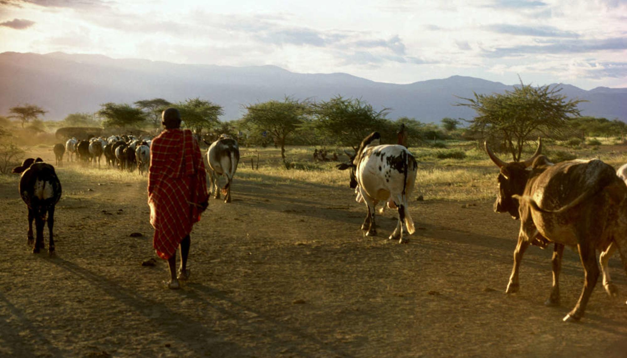 Proyecto de Carbono de Pastizales del Norte de Kenya 1