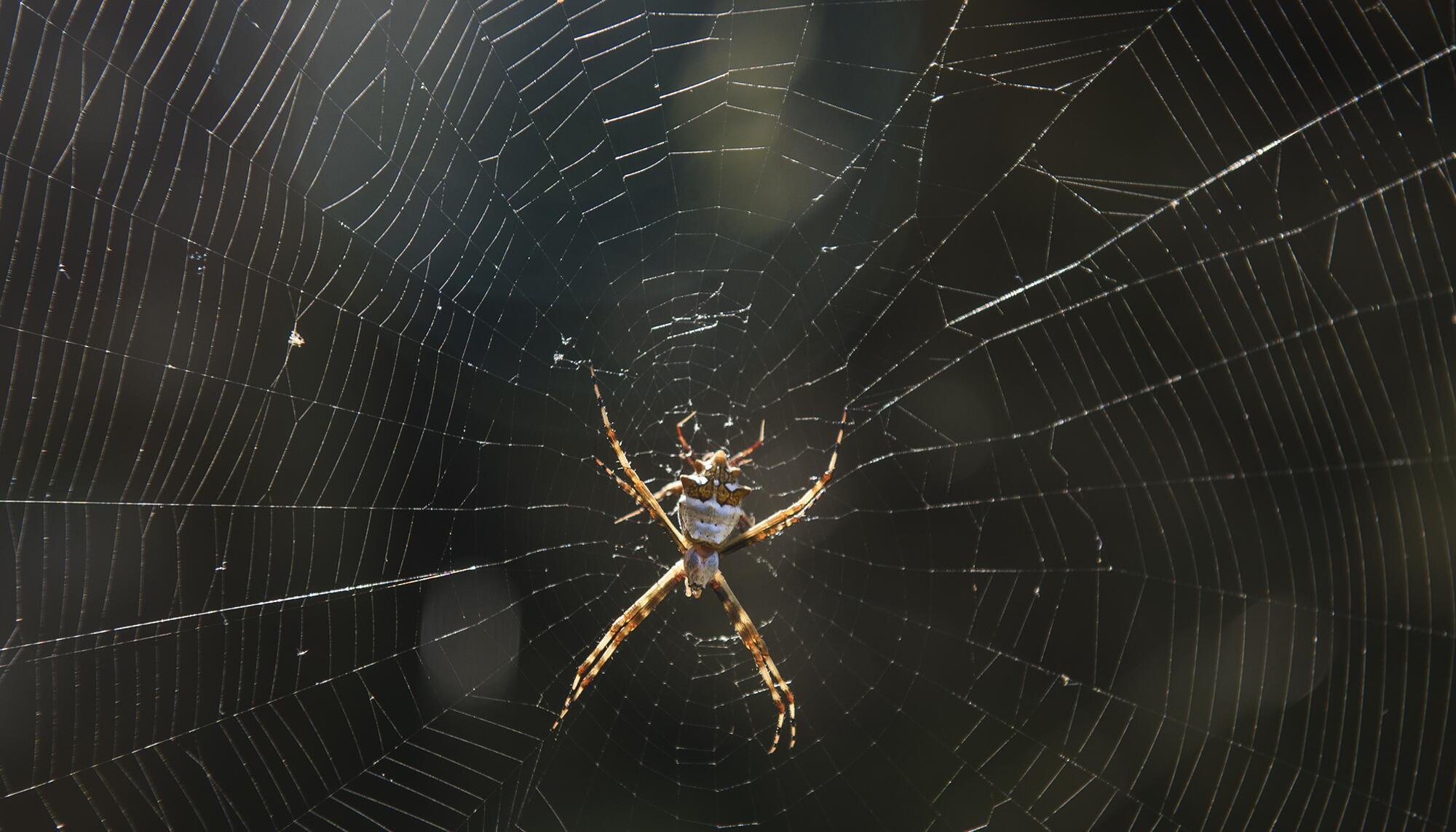 Araña