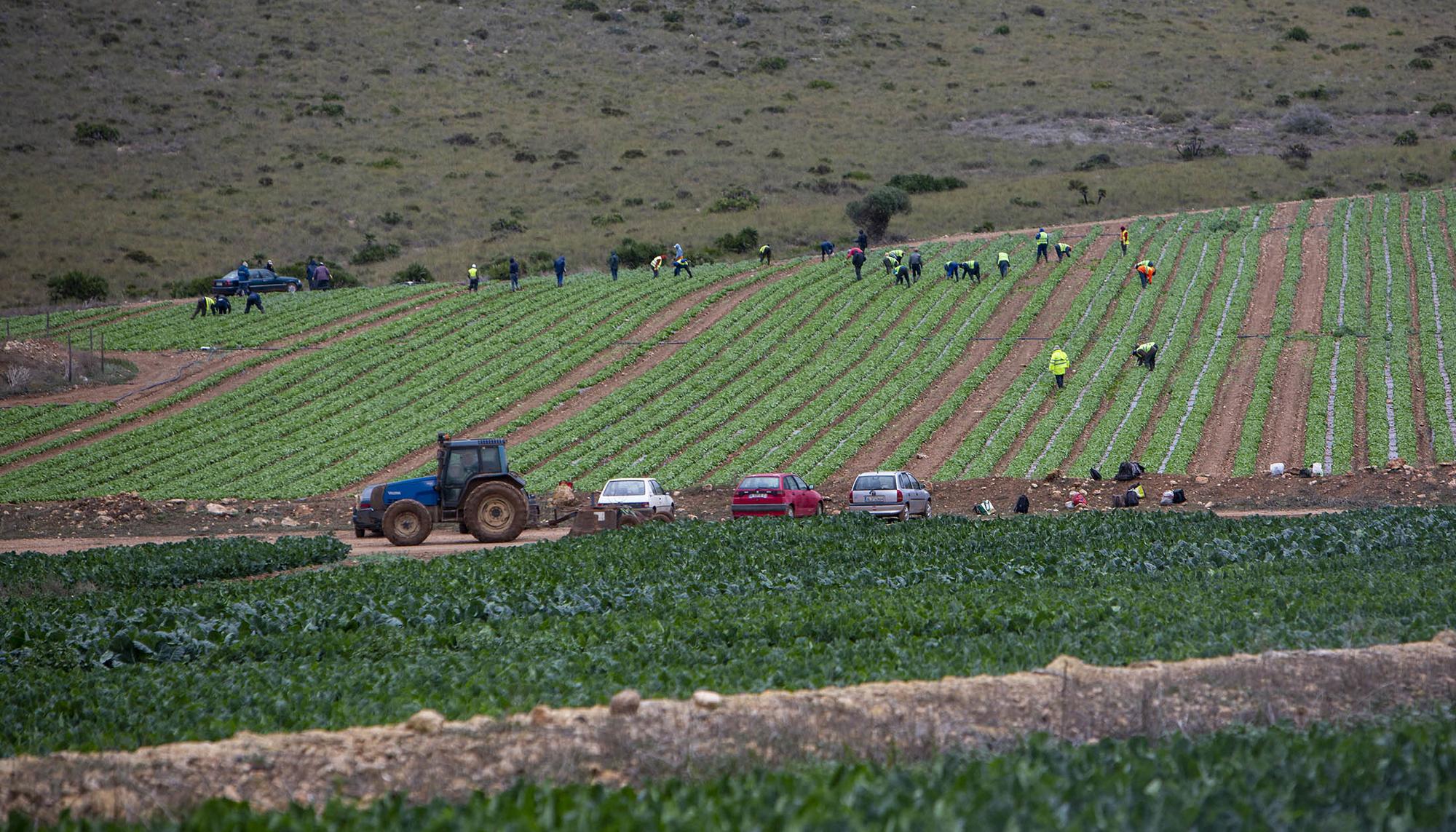 Trabajadores agrícolas Almeria