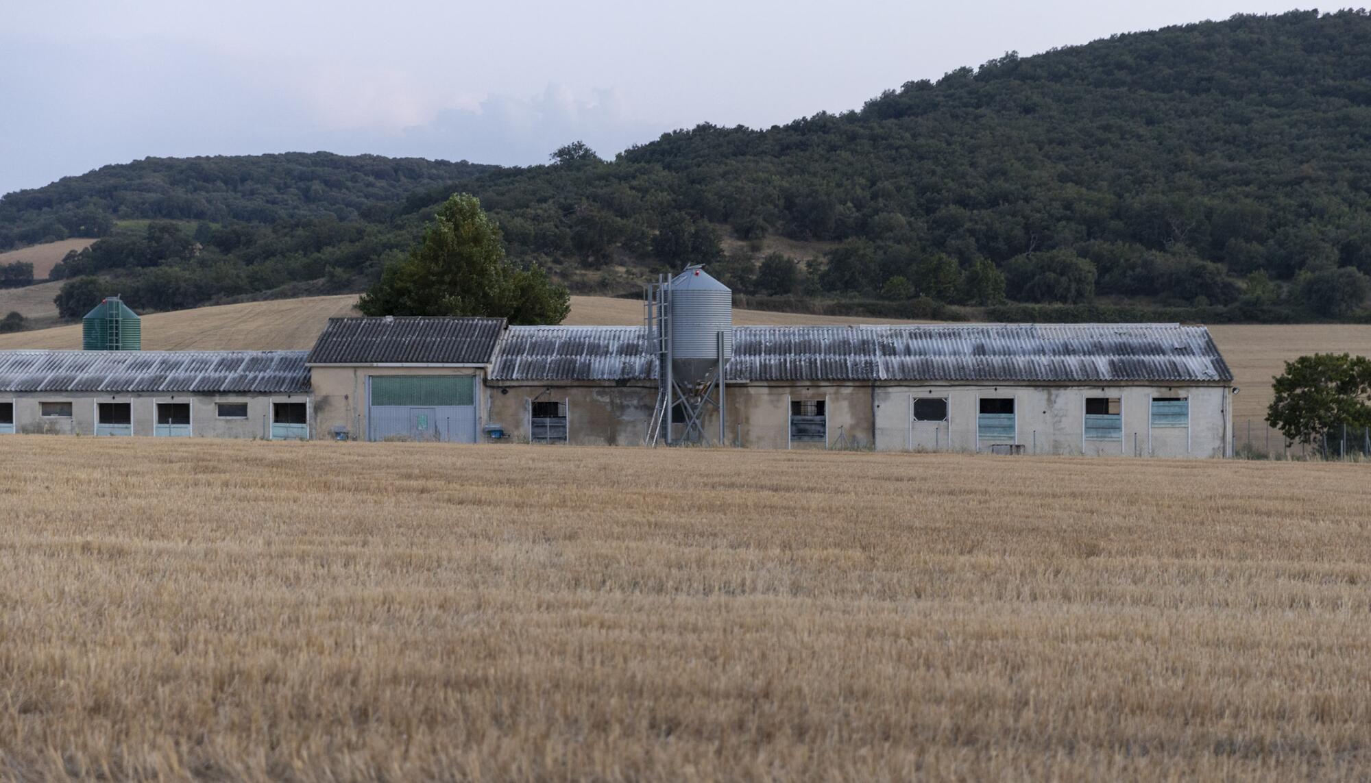 Granja porcina Navarra 1