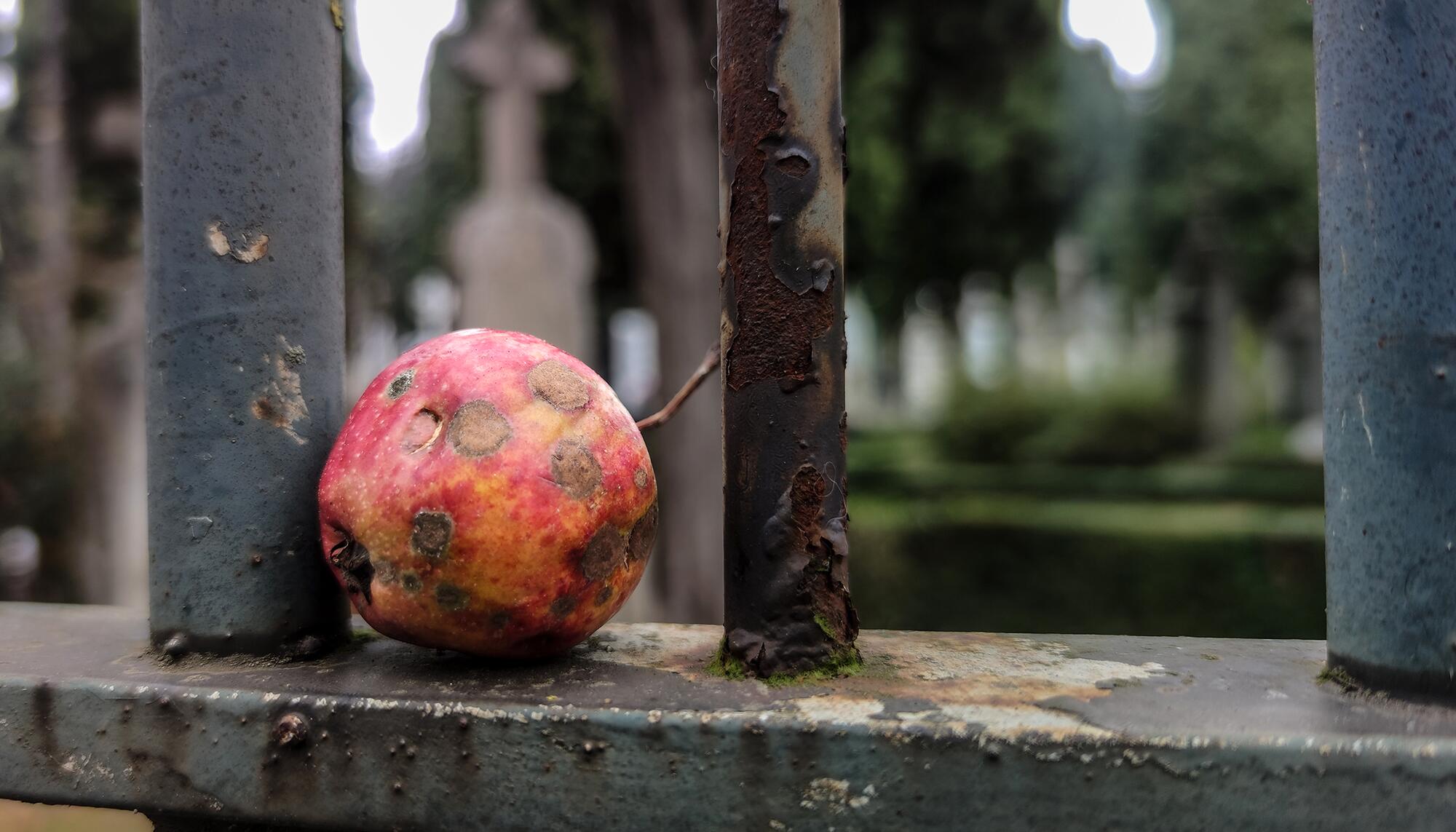 Manzana podrida