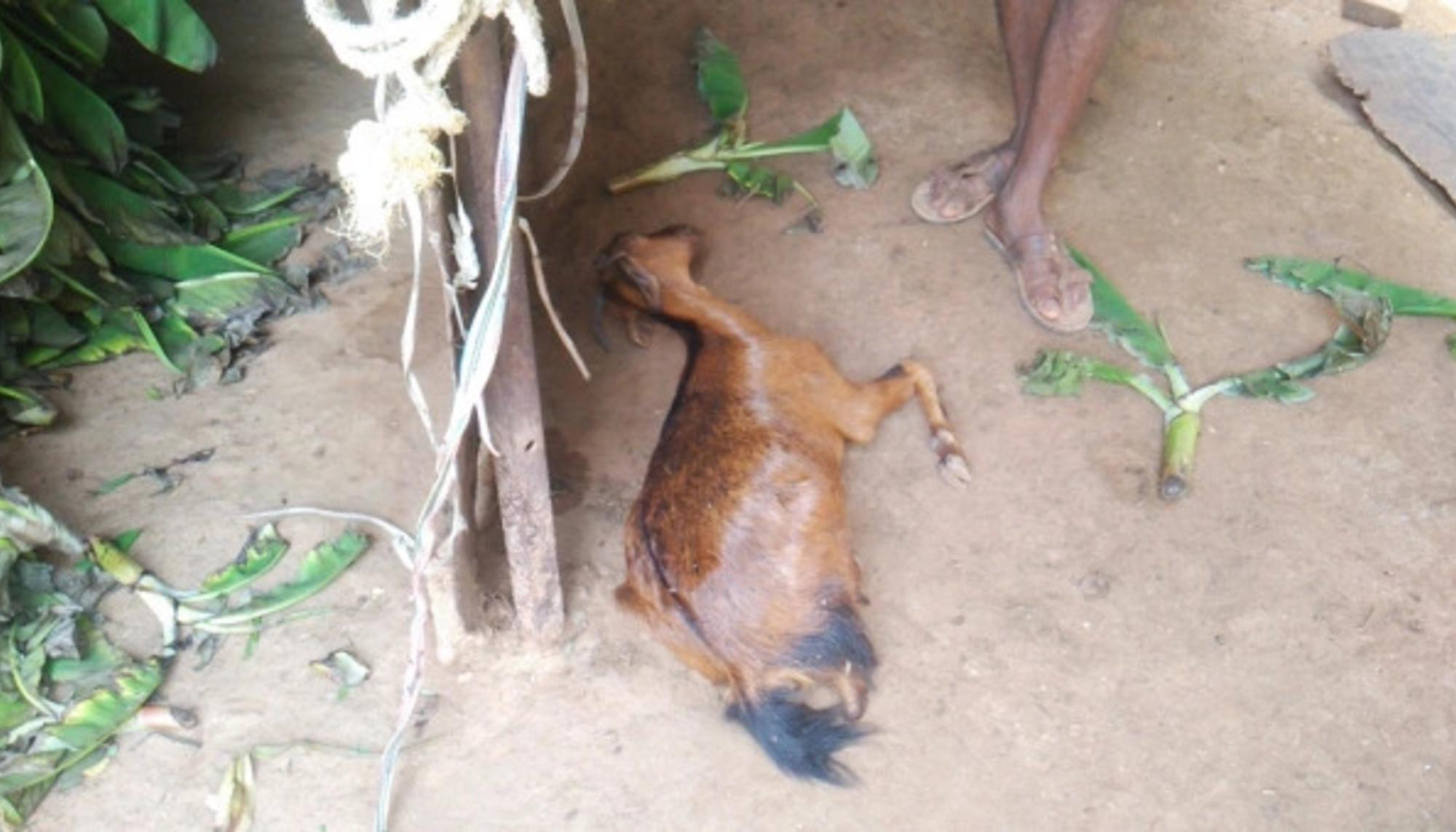 La muerte de ganado, como esta cabra, genera una gran preocupación entre la población local de Kunampalle.