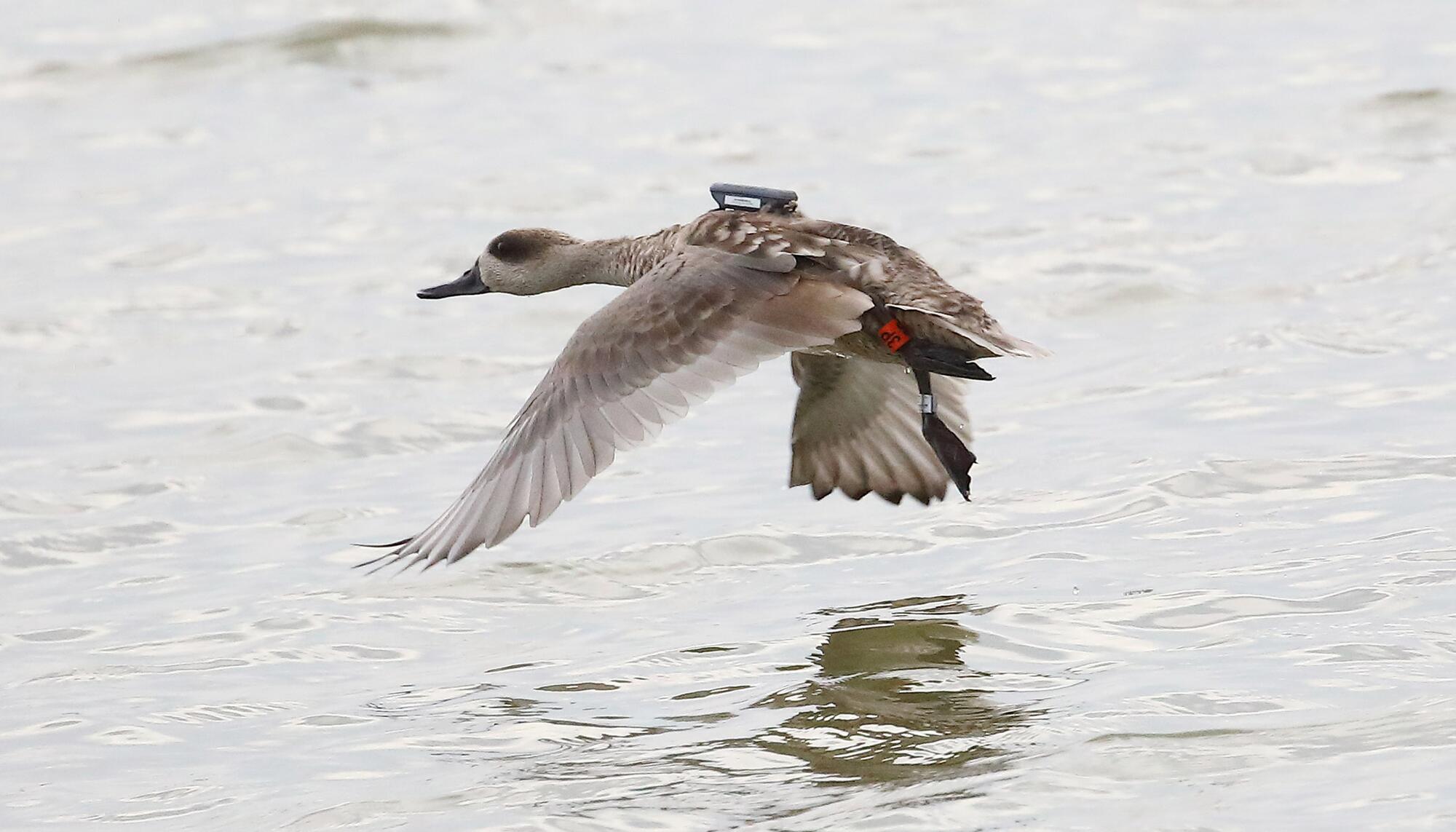 Cerceta pardilla GPS 