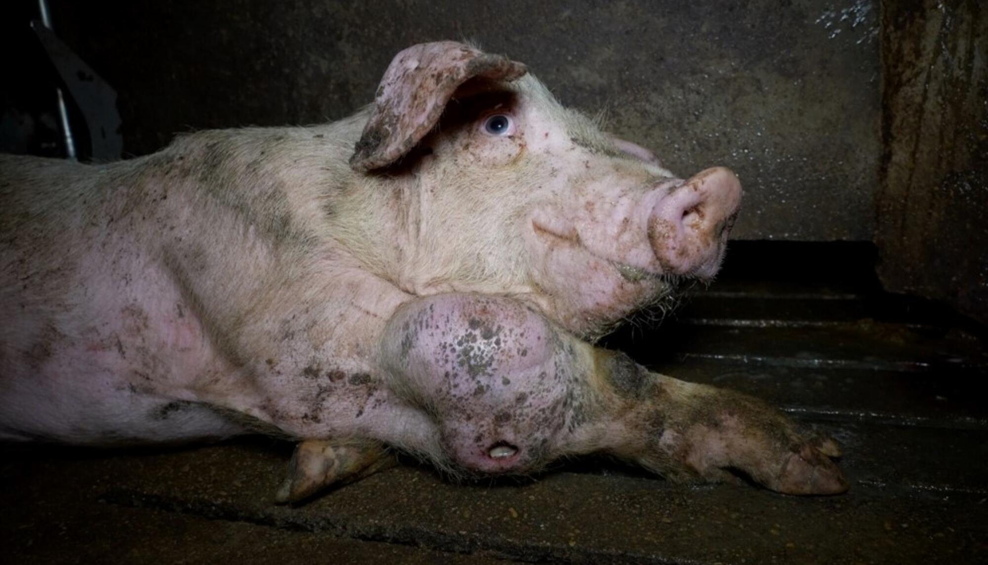 Cerdo enfermo en una explotación porcina en Castellote, Teruel. 