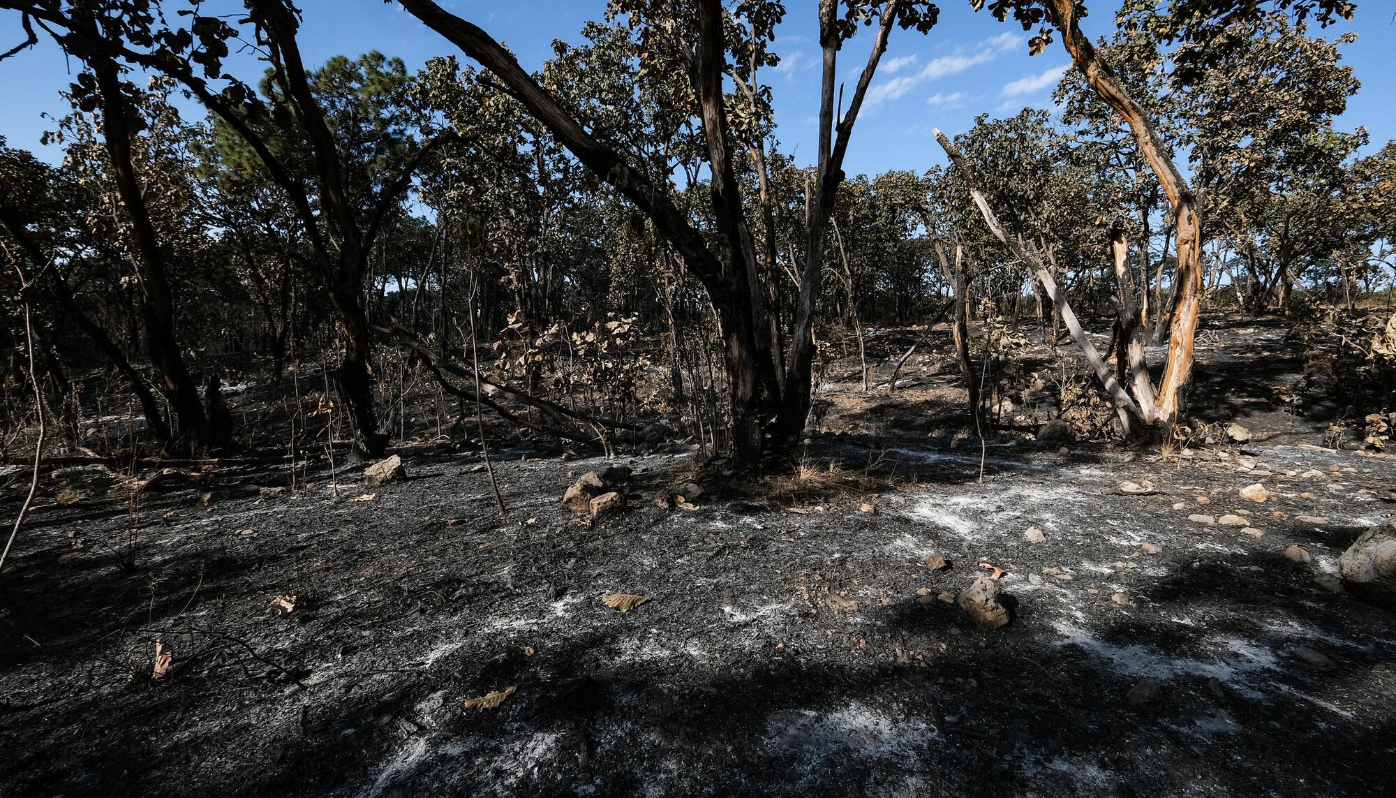 Bosque quemado