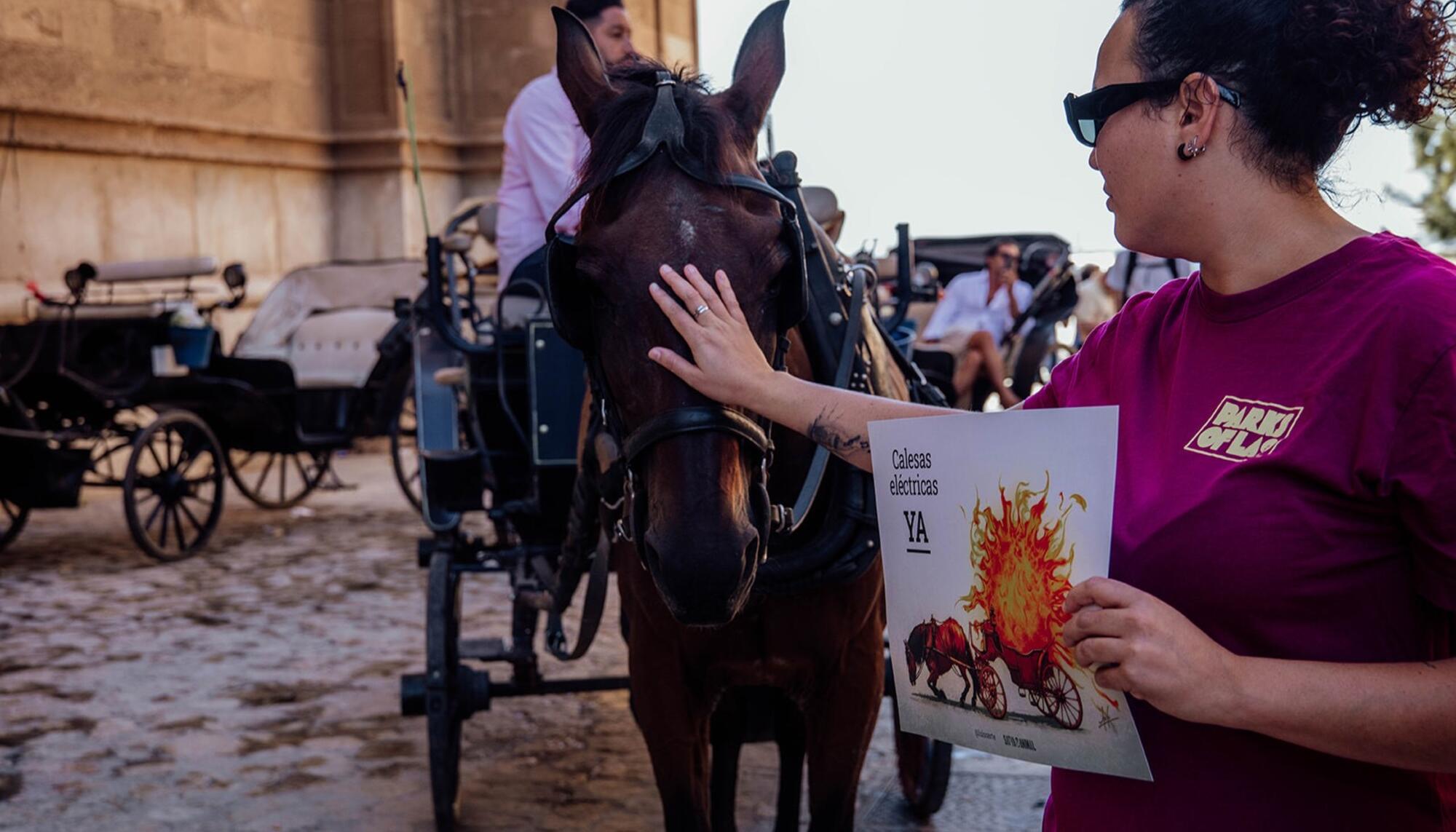 Calesas de caballos Palma