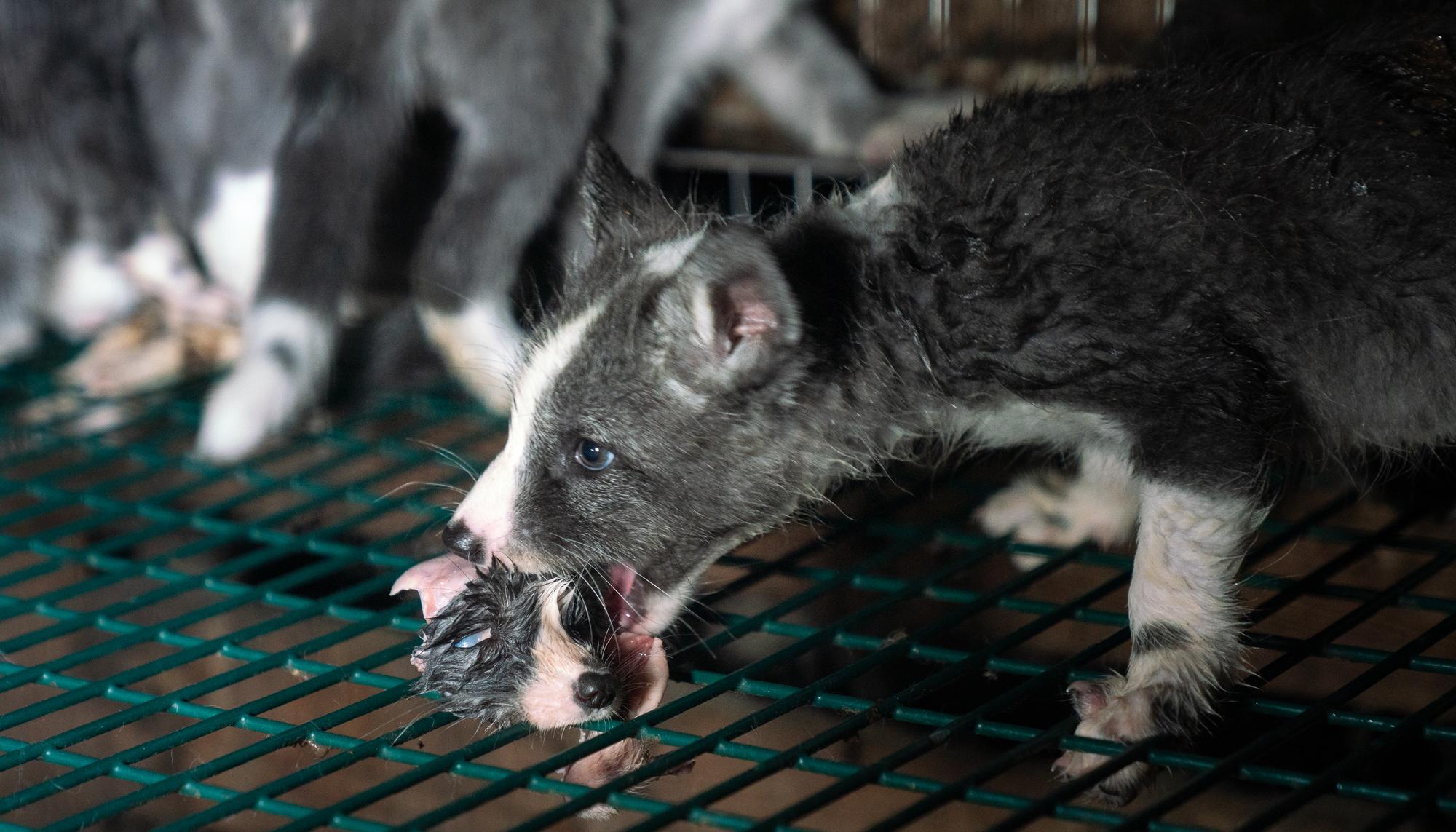 Investigación en granjas peleteras en Finlandia