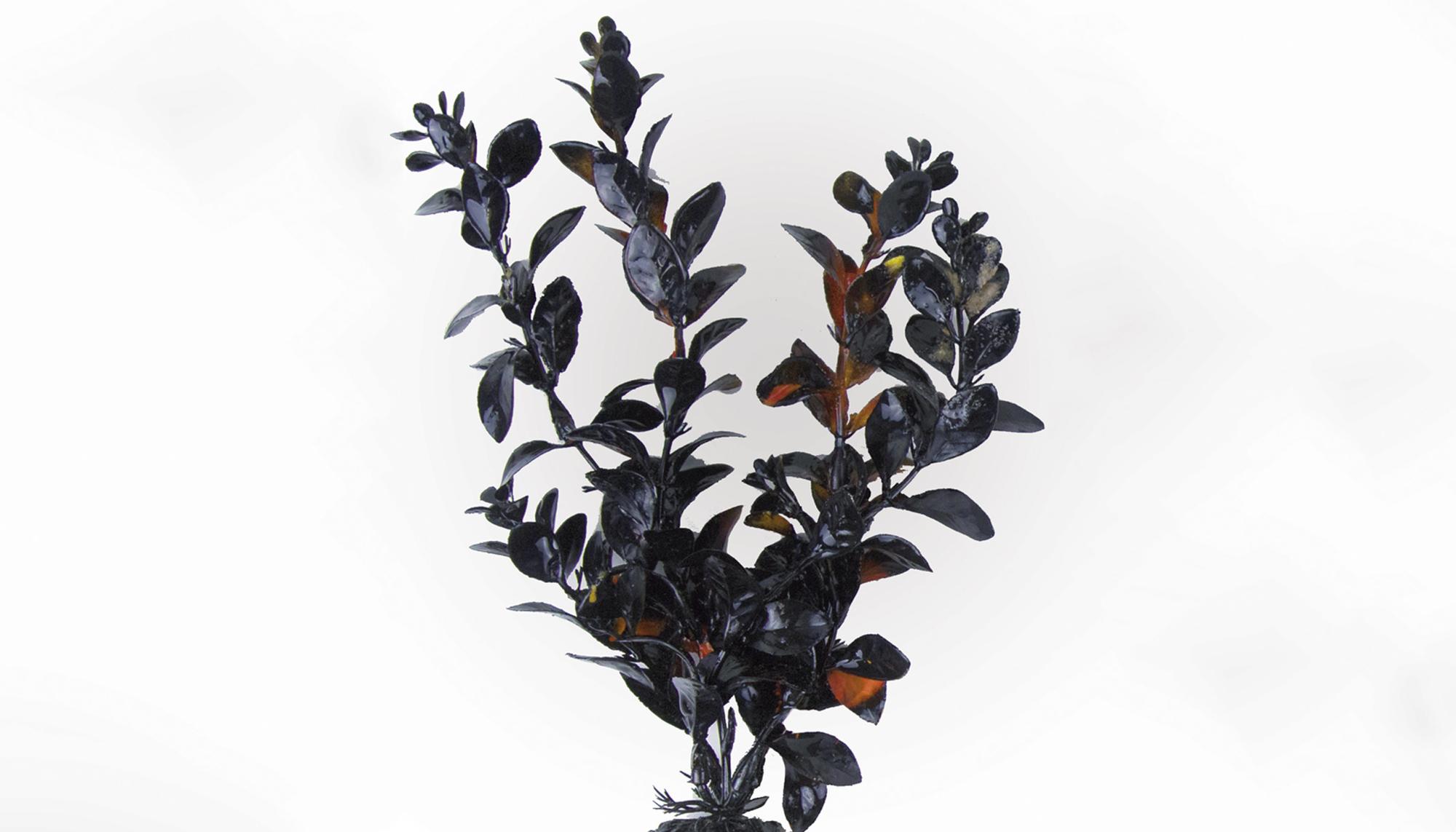planta marina negra