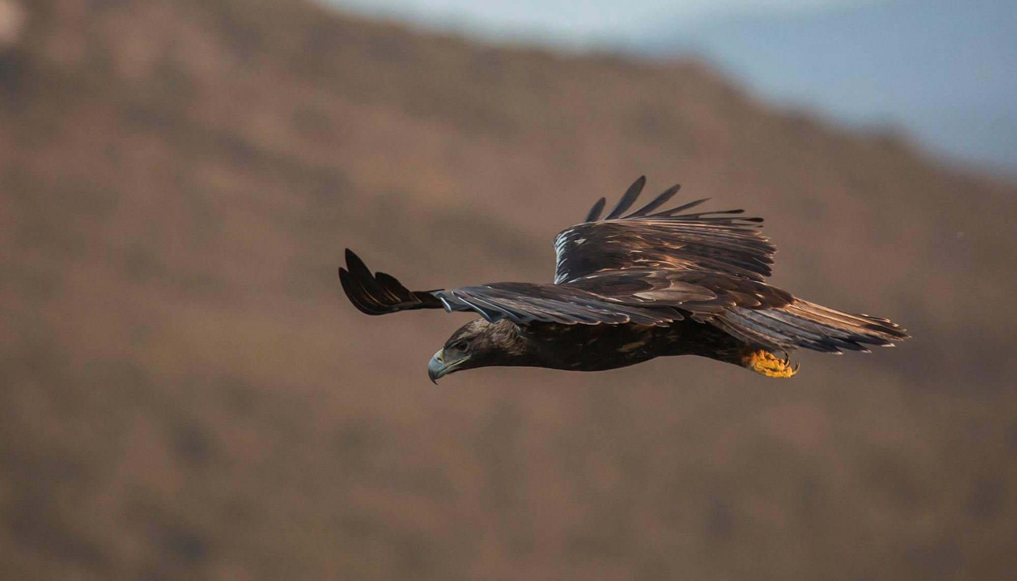 Aguila Imperial Iberica