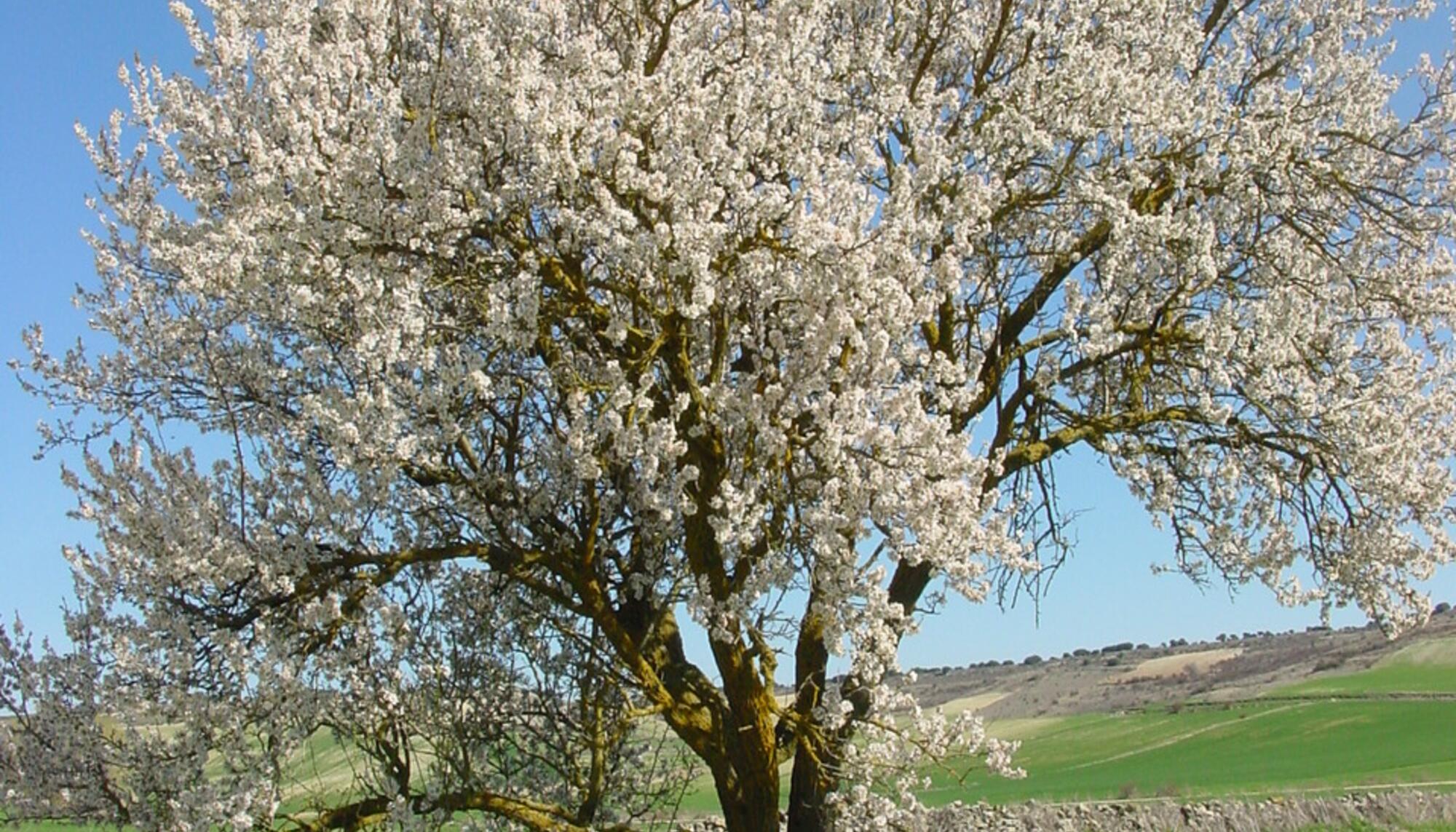 Almendro