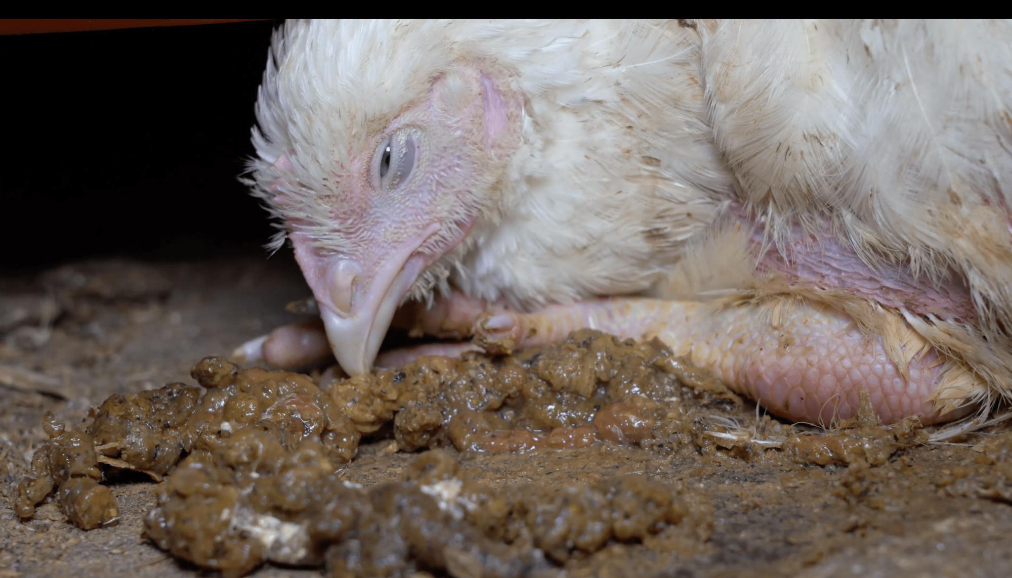 Investigación de Equalia sobre maltrato animal en granjas avícolas alemanas vinculadas a Lidl - 1