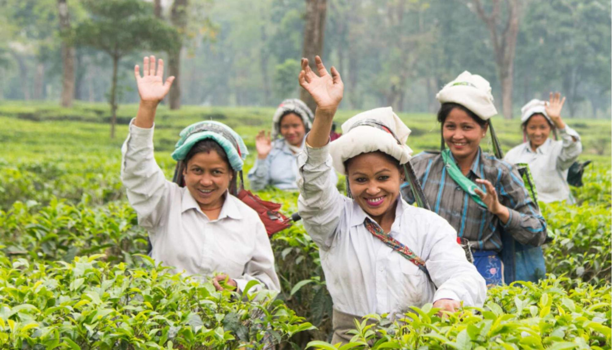 Agricultoras en plantas de te de la India (autoría: Coordinadora Estatal de Comercio Justo)