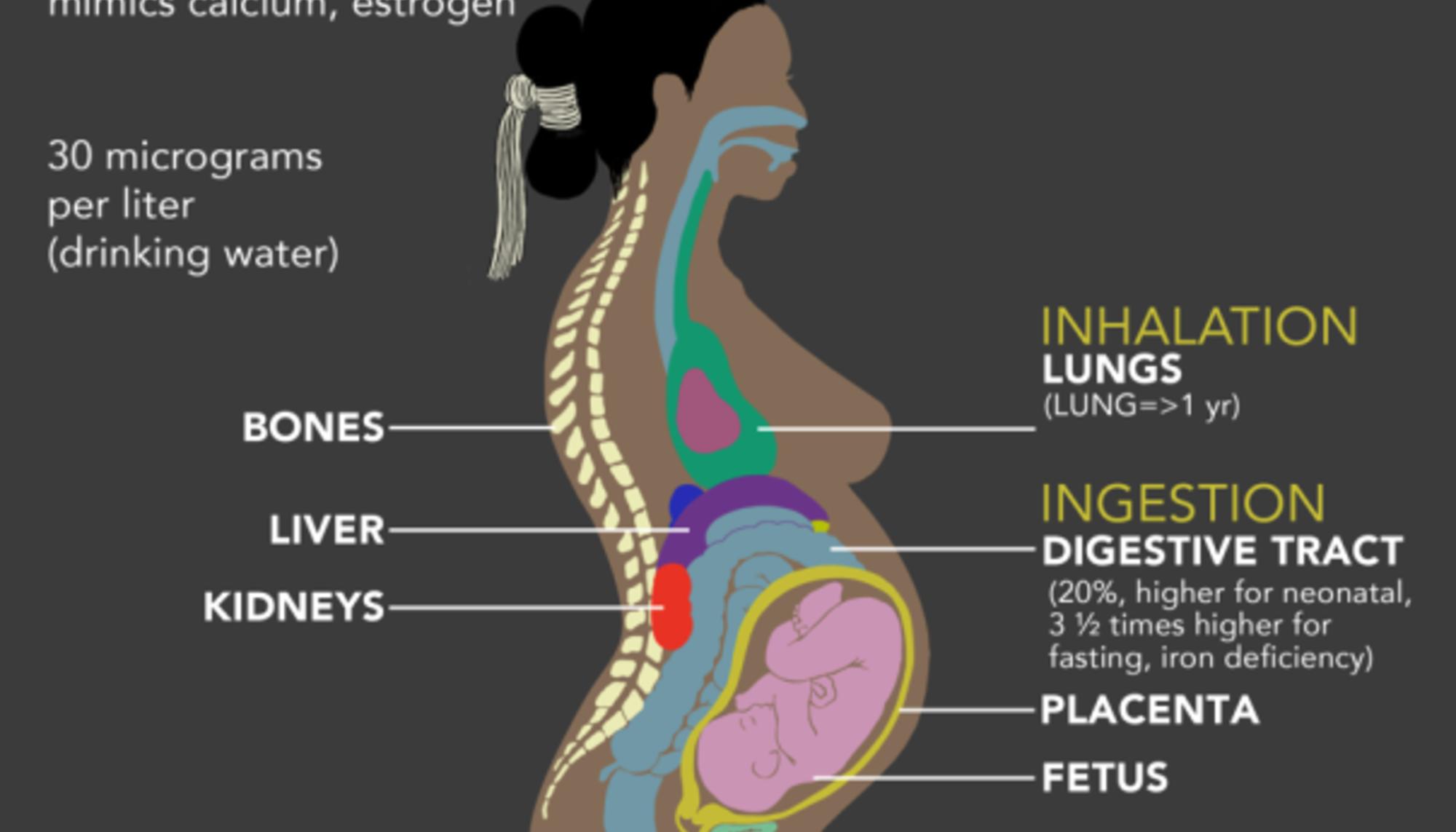 Consecuencias del uranio en el cuerpo de una mujer embarazado. Imagen cortesía de Radiation Monitoring Project. 