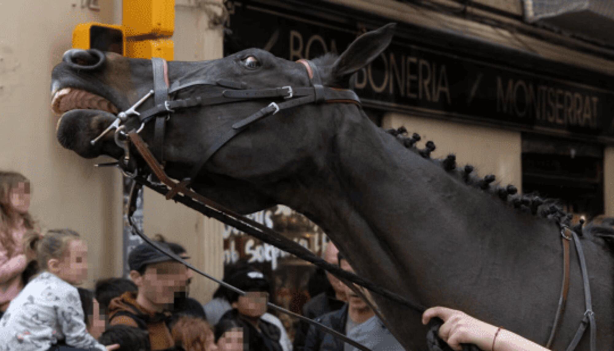 Caballo estresado