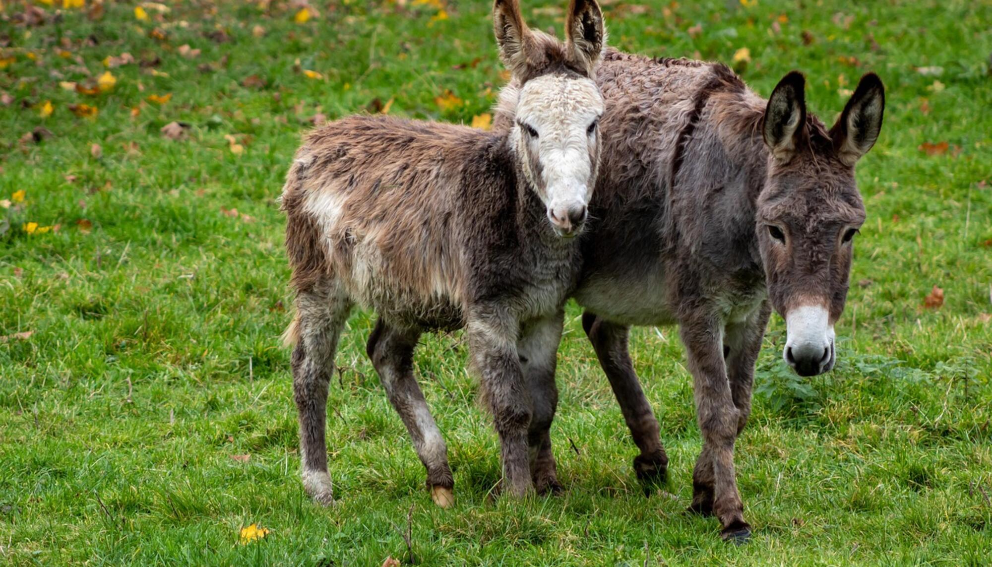 Había una vez un circo