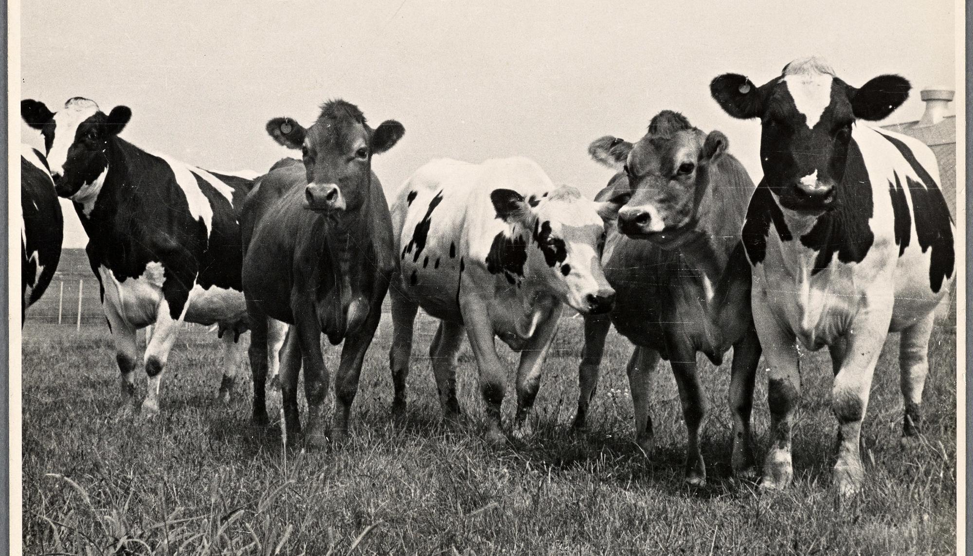 Vacas en 1935