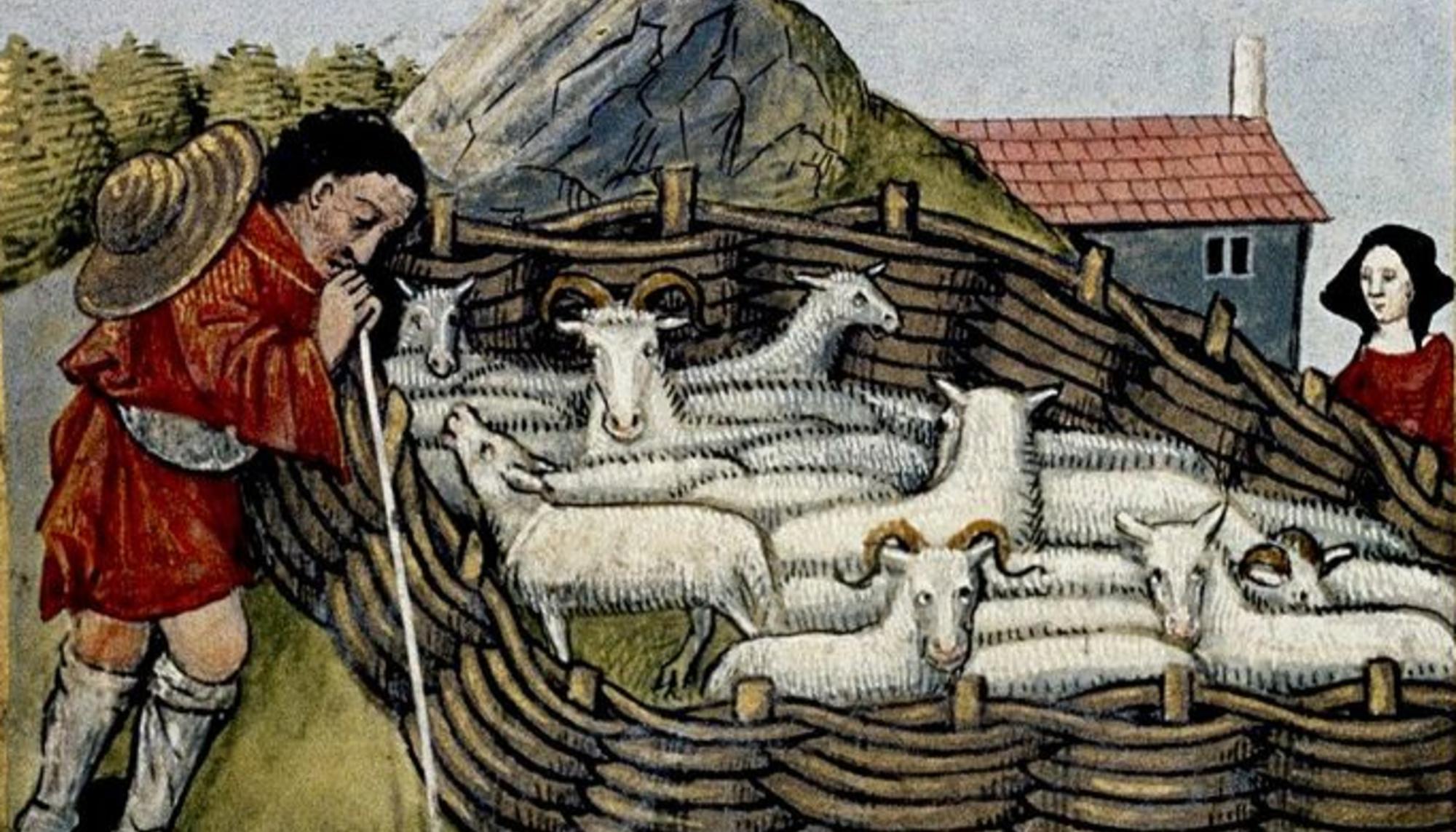 Print of sheep in woven hurdle pen. Medieval France. 15th century.