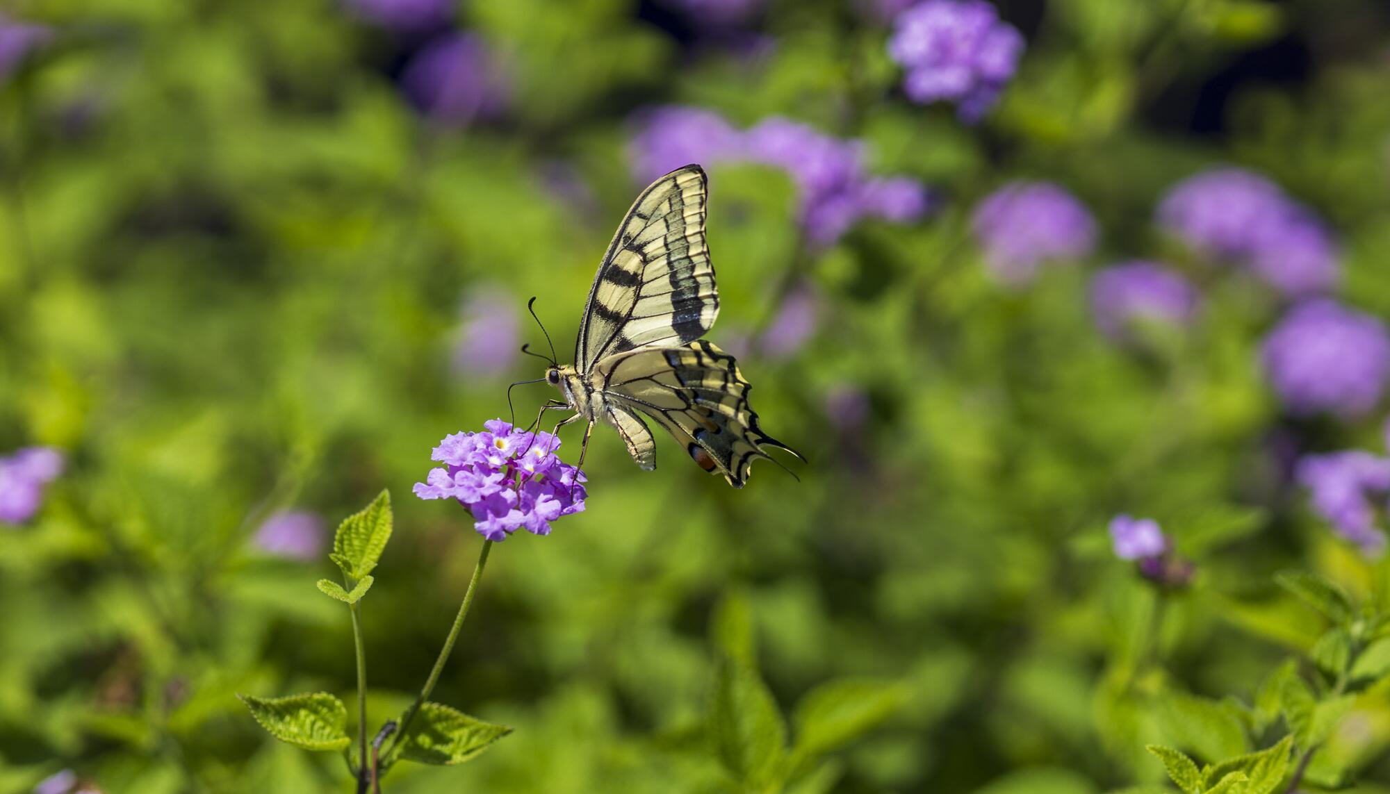 Costa Brava Girona  Mariposa