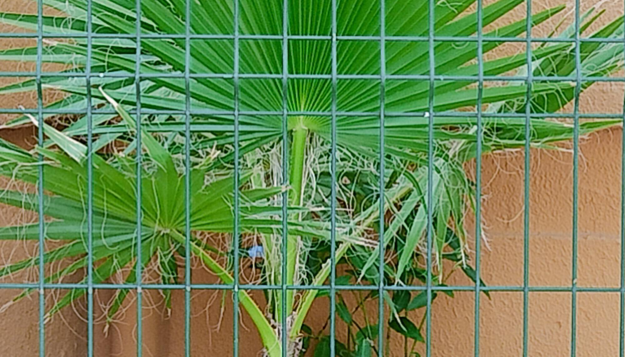 Esquina cercada con palmera