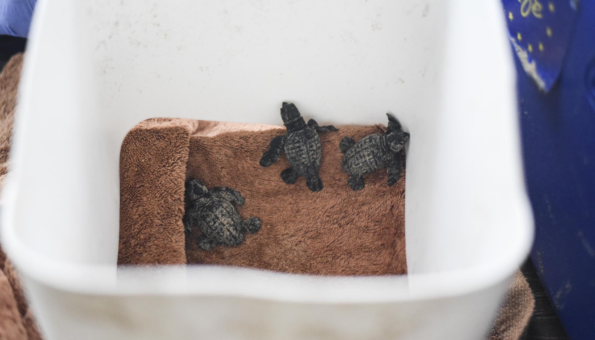 Nacen en Alicante 57 tortugas boba en pleno temporal DANA - 5