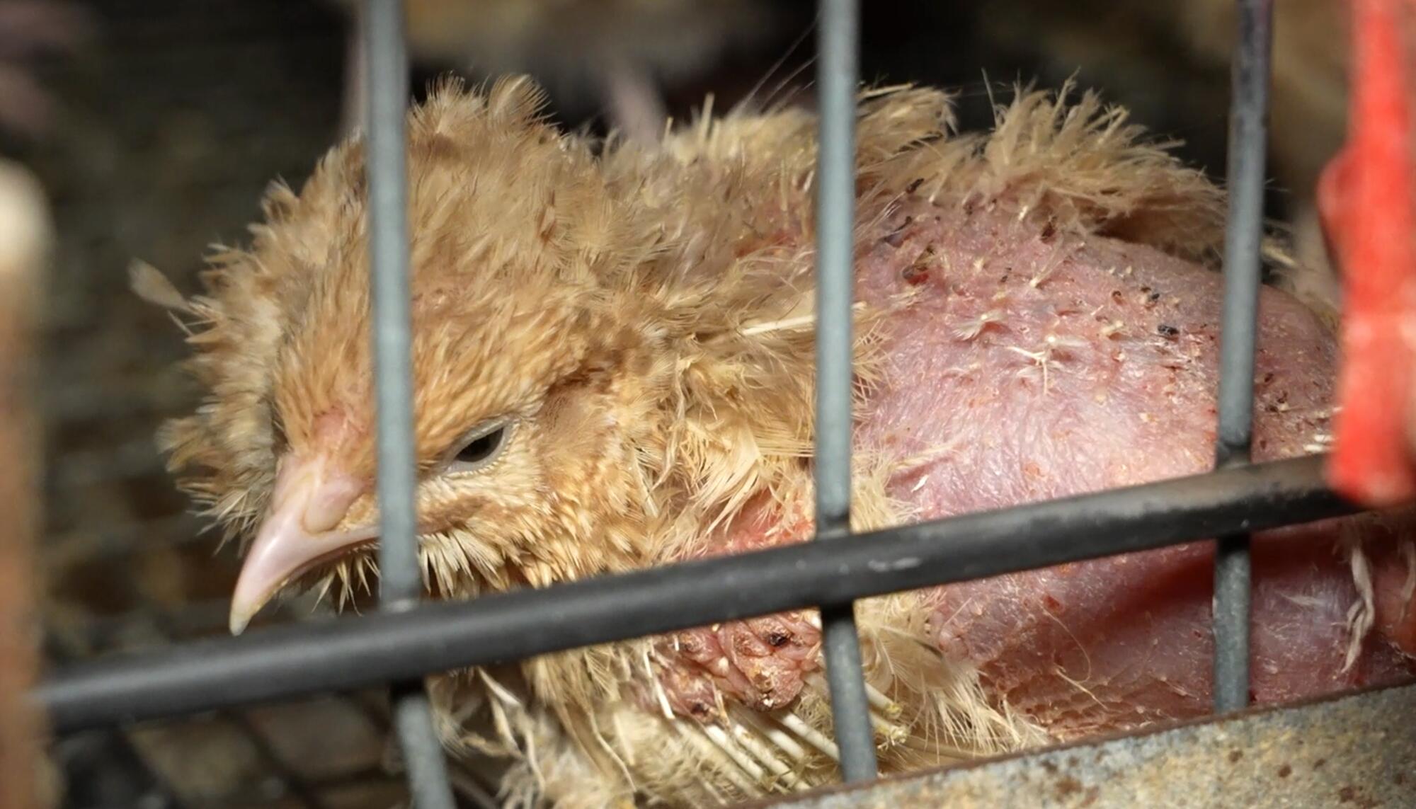 Granja Codornices - 1