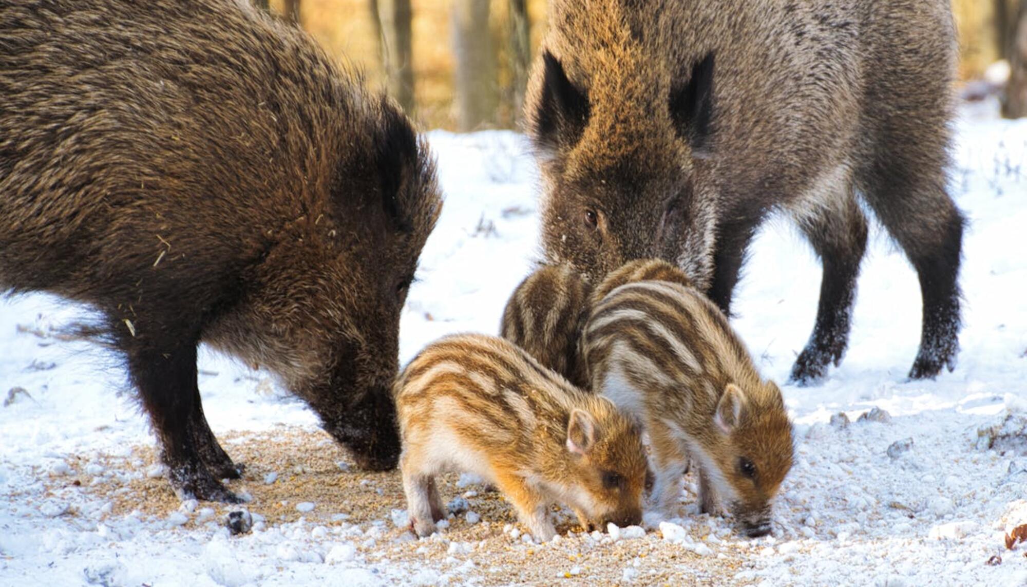 Una familia de jabalís en libertad 