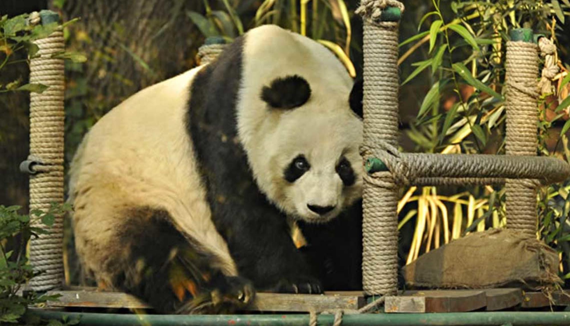 Oso panda en Zoológico