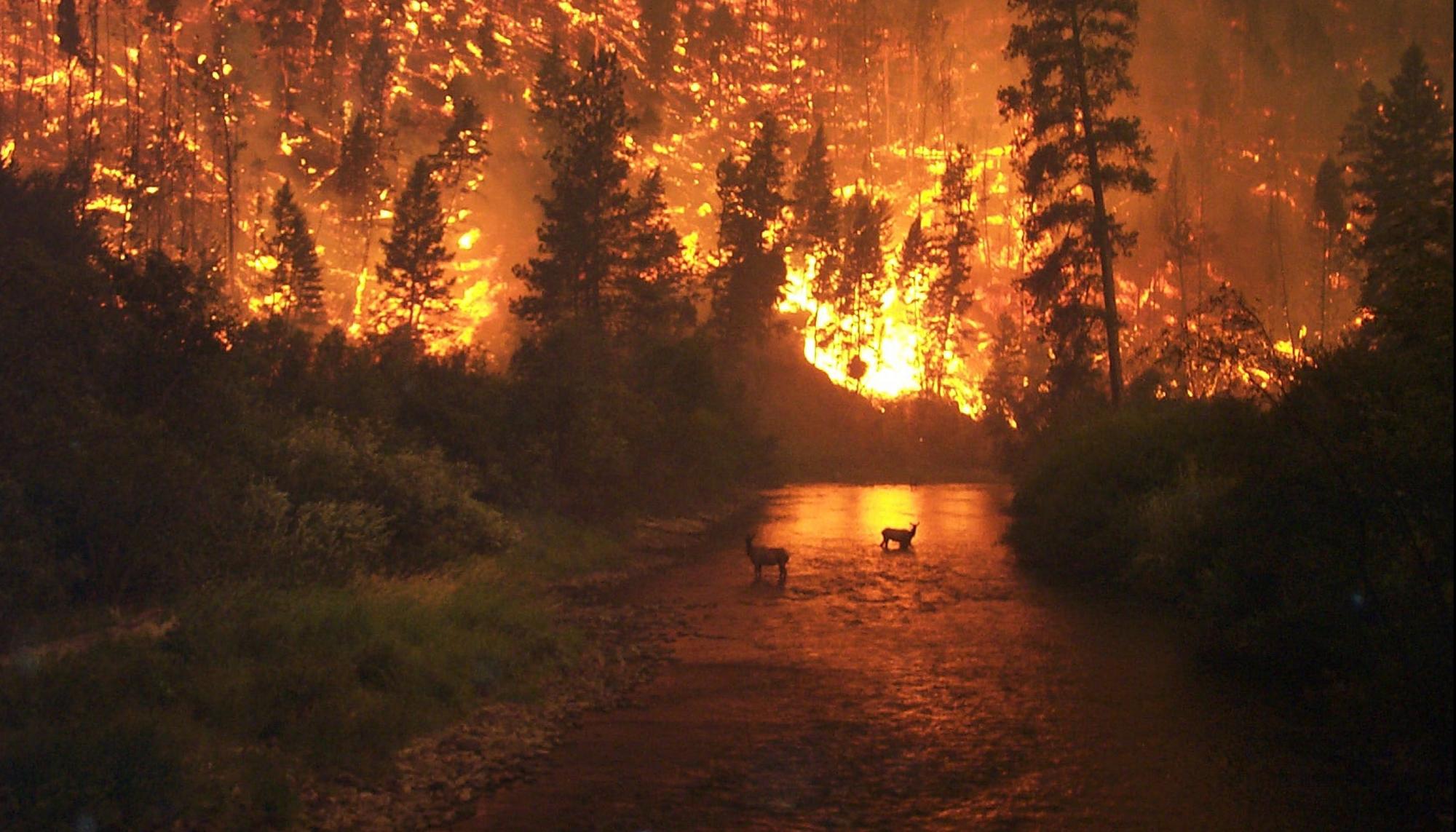 Incendio bosque
