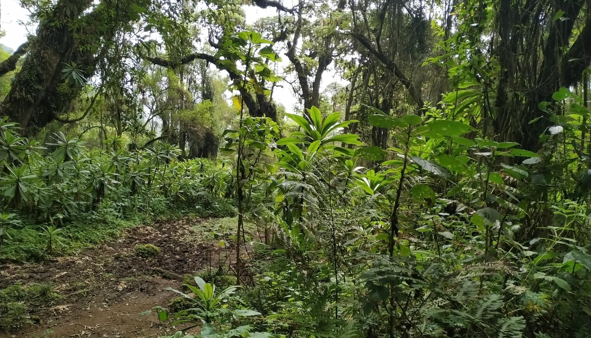Selva Ruanda