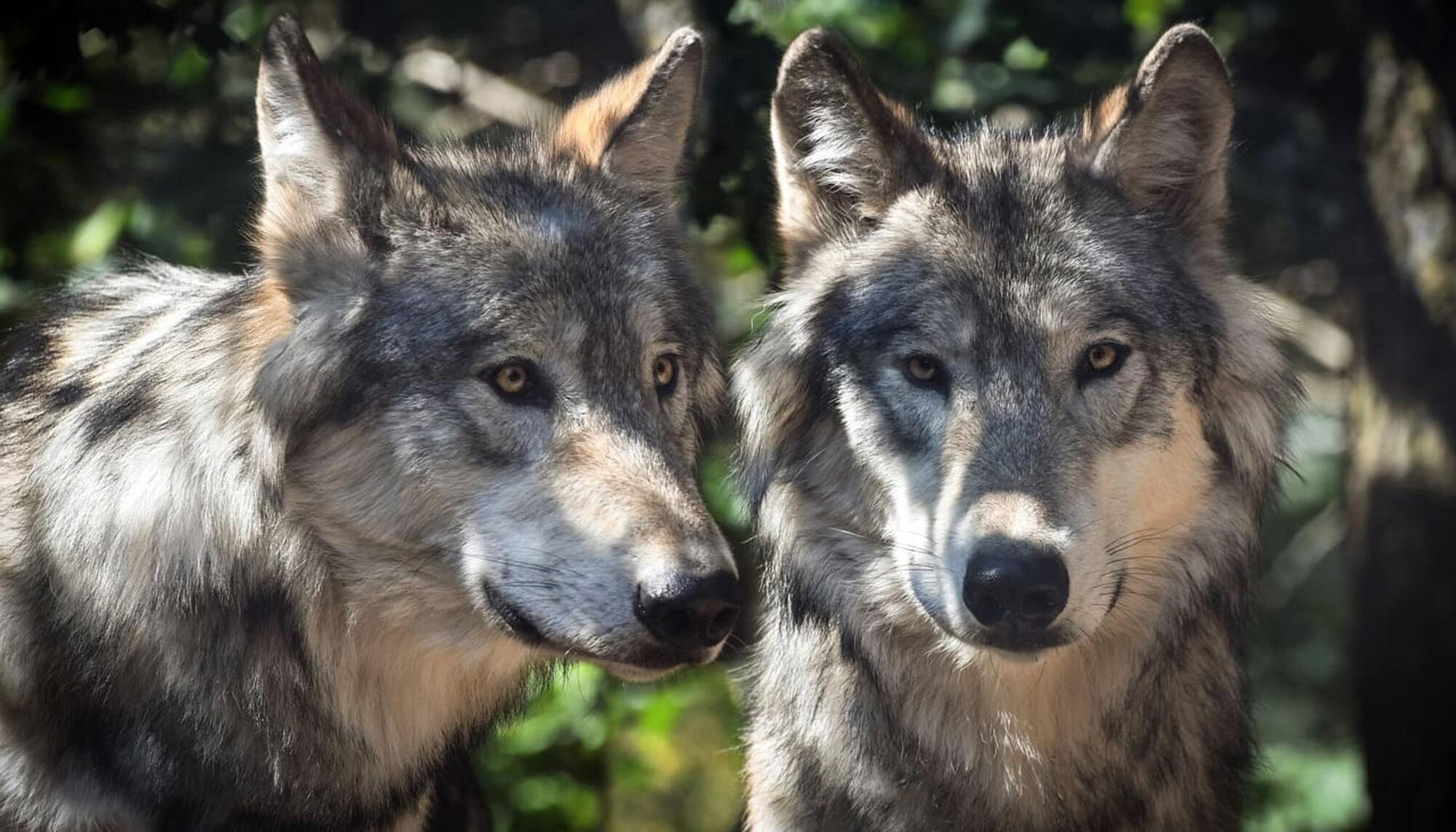 Dos lobos