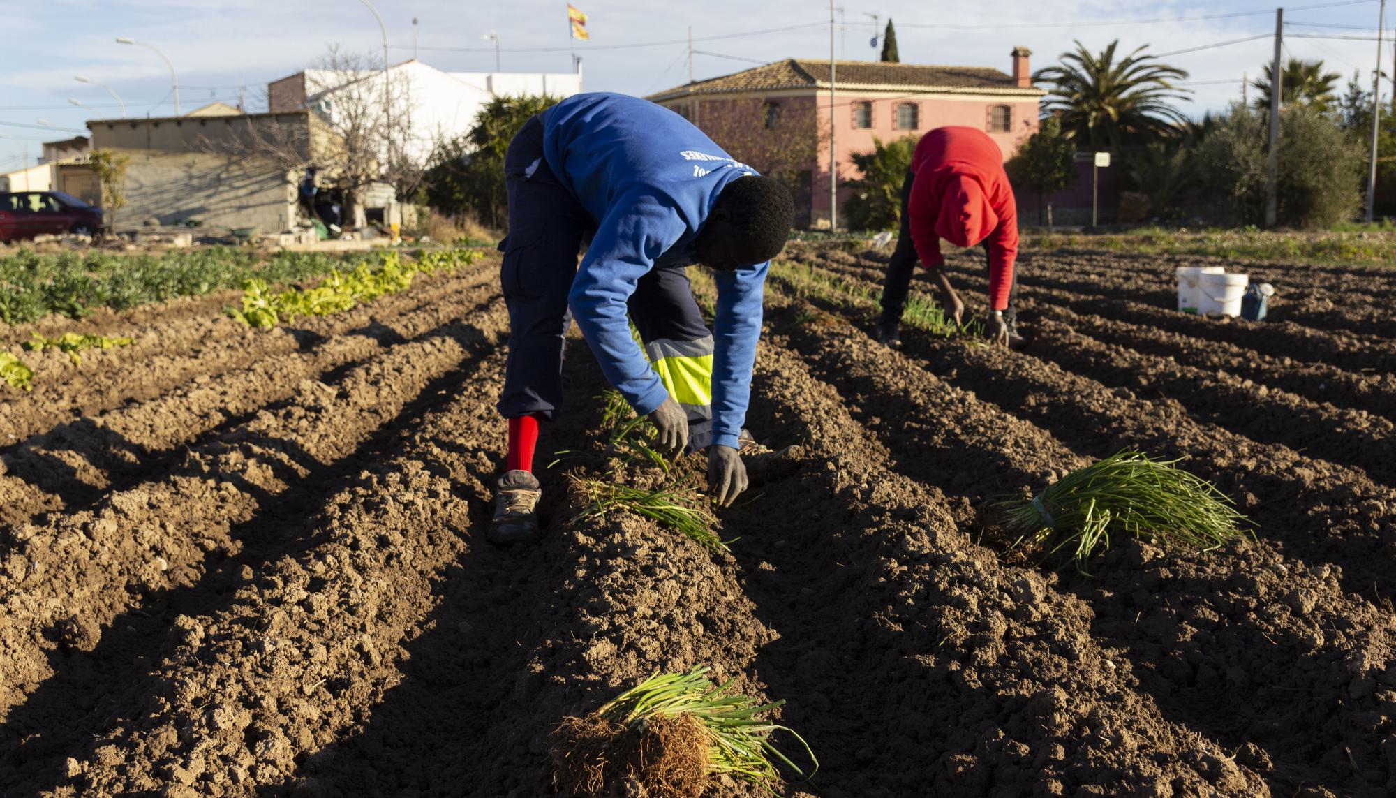 Migrantes trabajando el campo en Valencia 1
