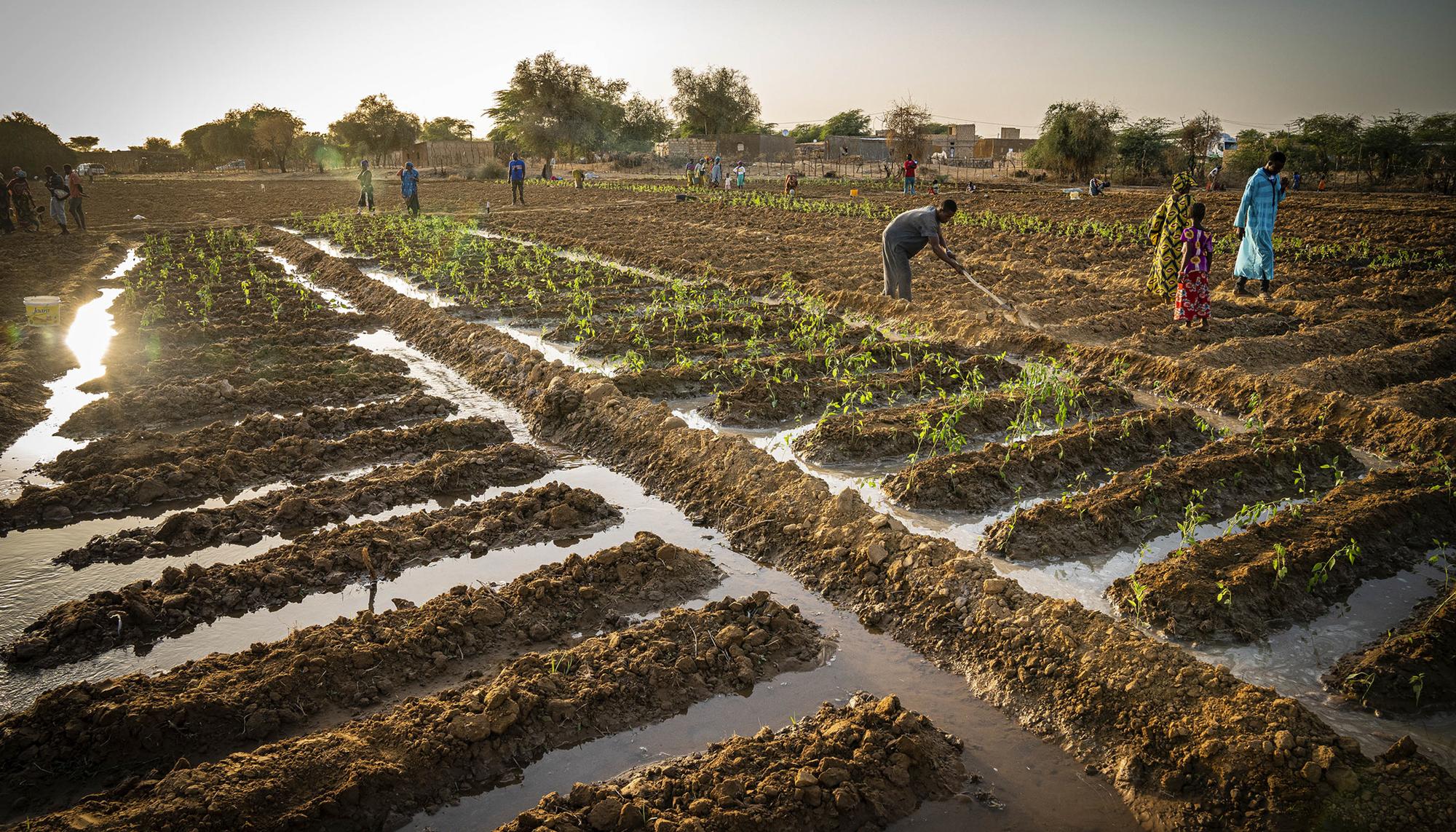 Agroecología y feminismo en Senegal - 5