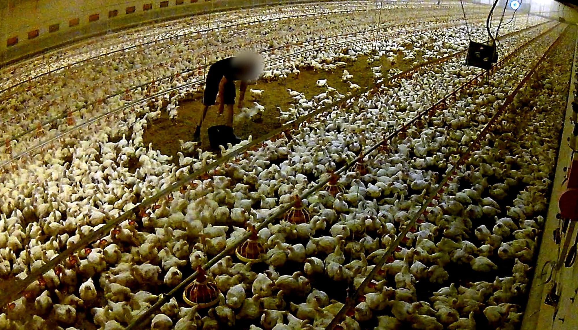Investigación de Equalia sobre maltrato animal en granjas avícolas alemanas vinculadas a Lidl - 4