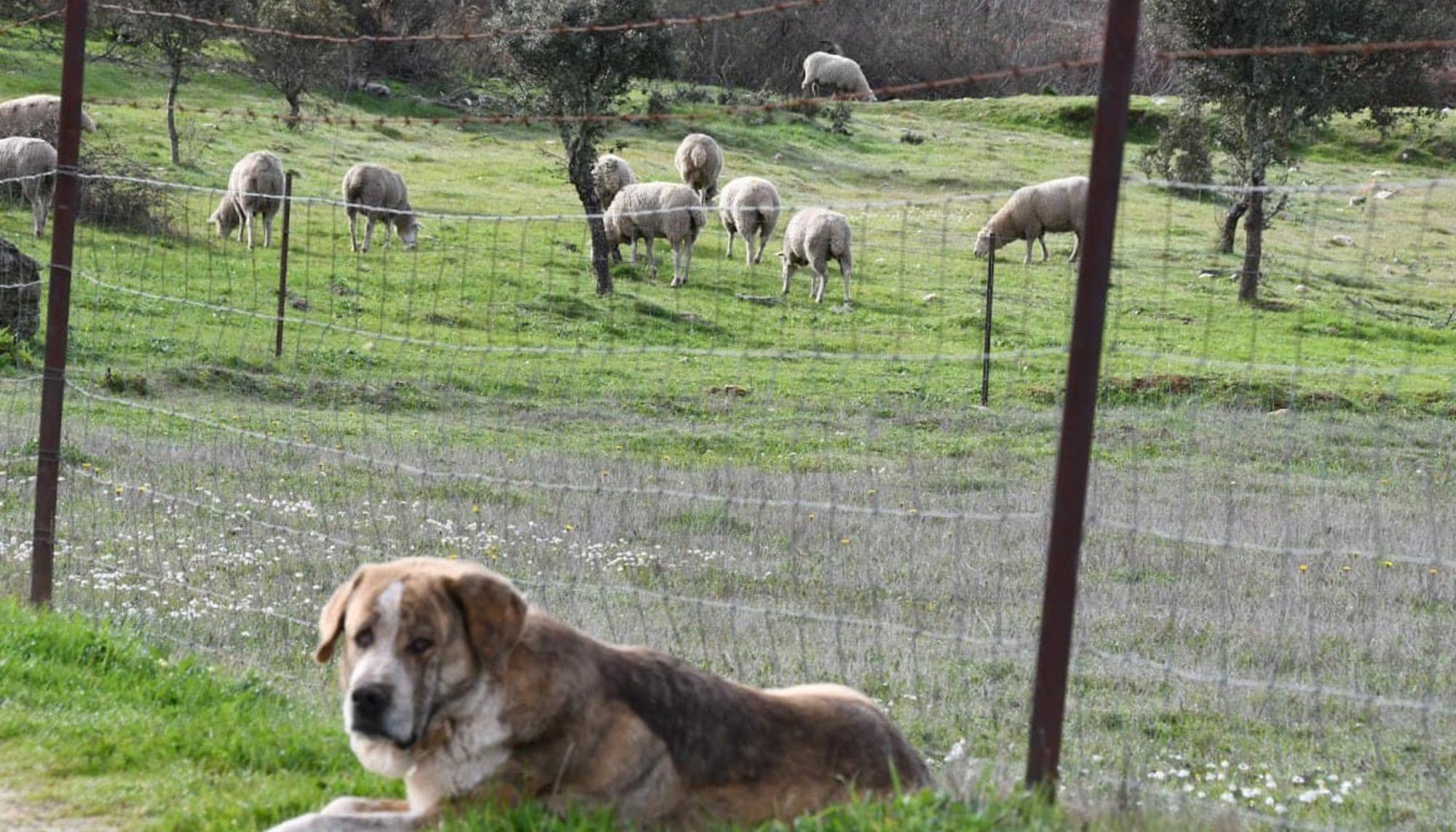 Dehesa campo Extremadura perro ganado