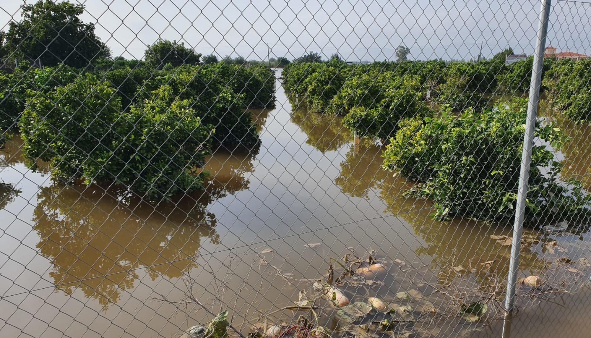 Campos inundados por el temporal en Alicante 