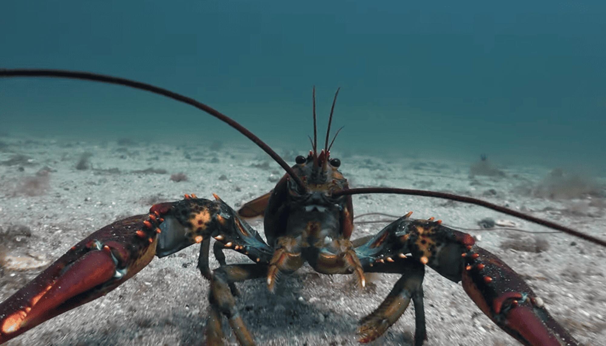 Langosta en el océano
