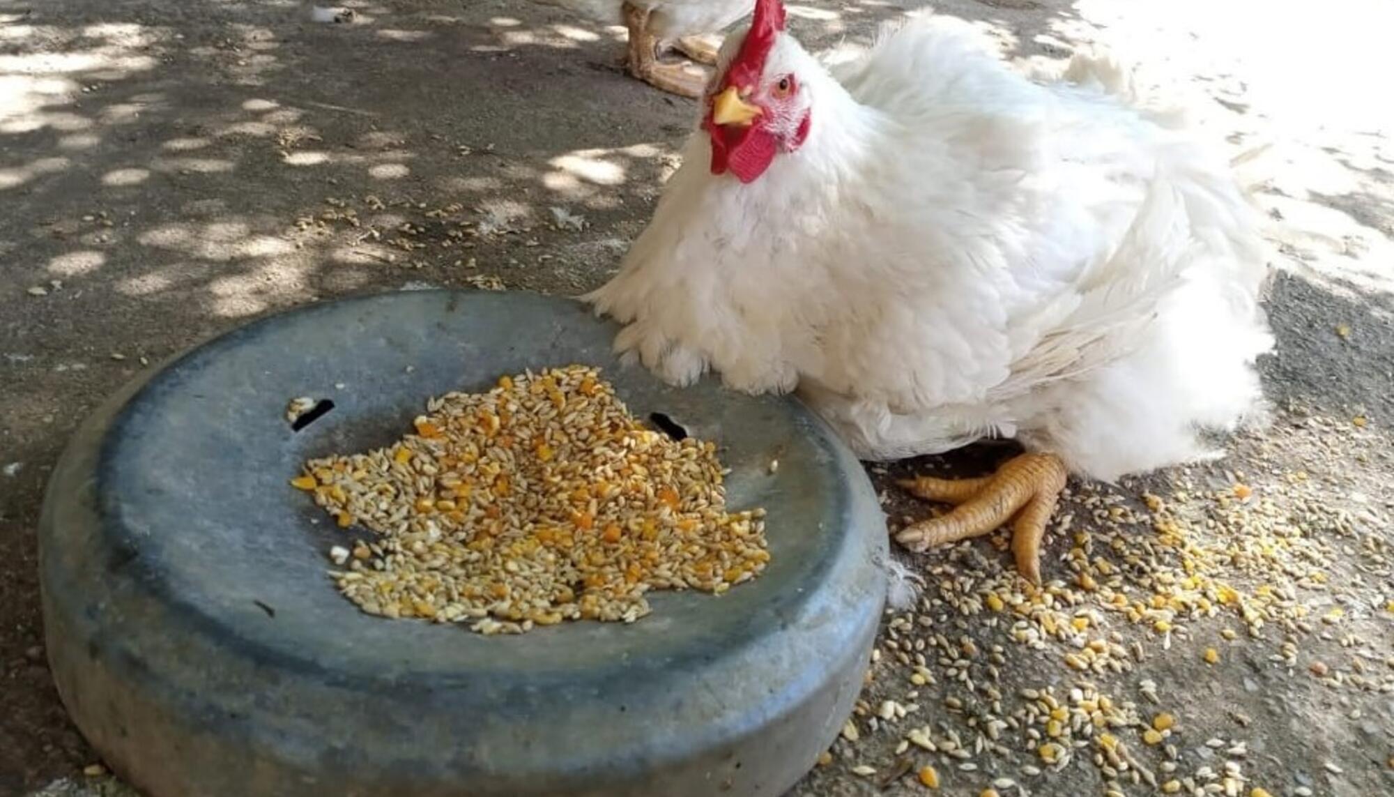 Gallina Clocky en un santuario